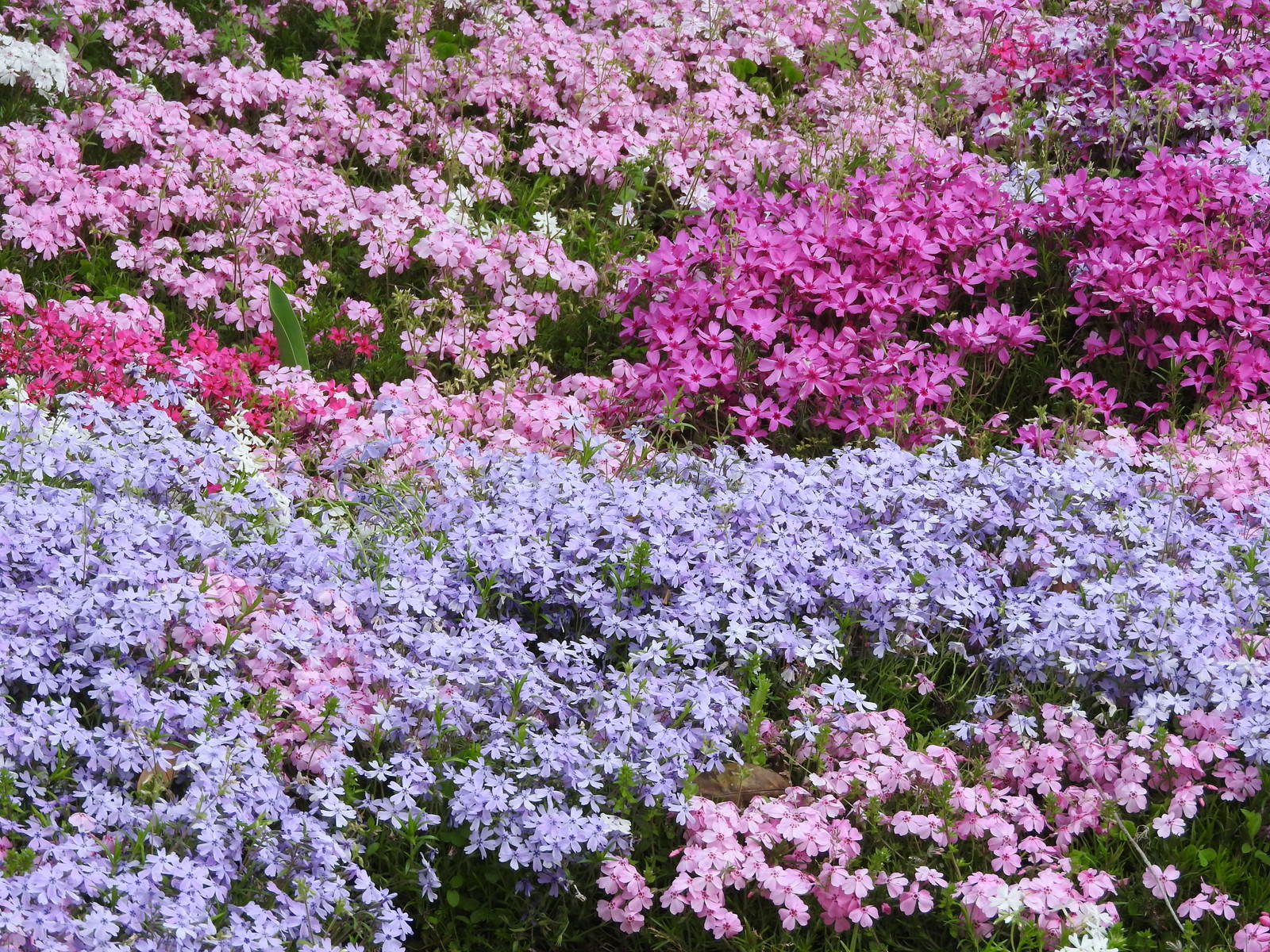 シバザクラ 芝桜 の写真素材 ぱくたそ