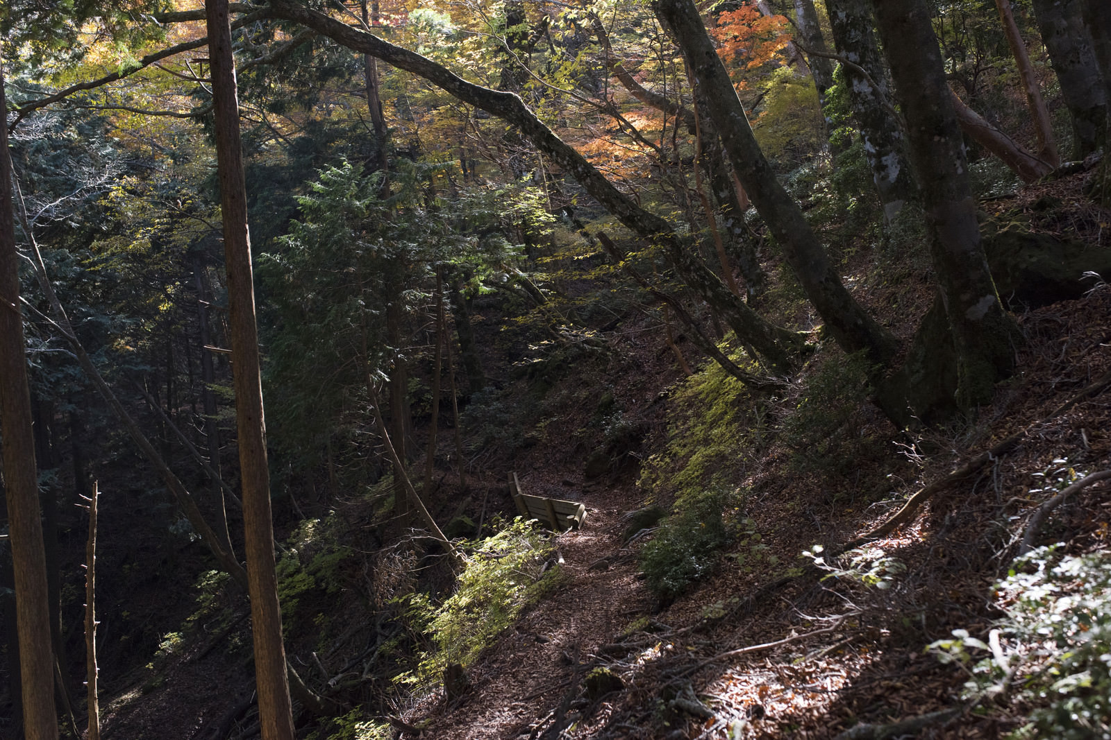 「落葉と紅葉の天城山登山道」の写真