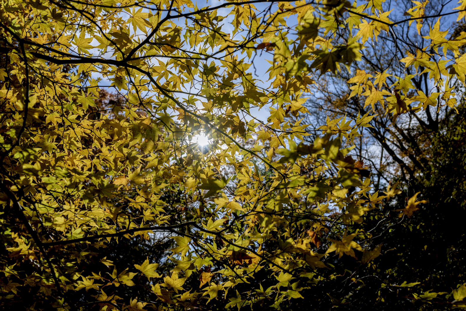 「逆光に輝く黄葉のもみじ（天城山） | フリー素材のぱくたそ」の写真