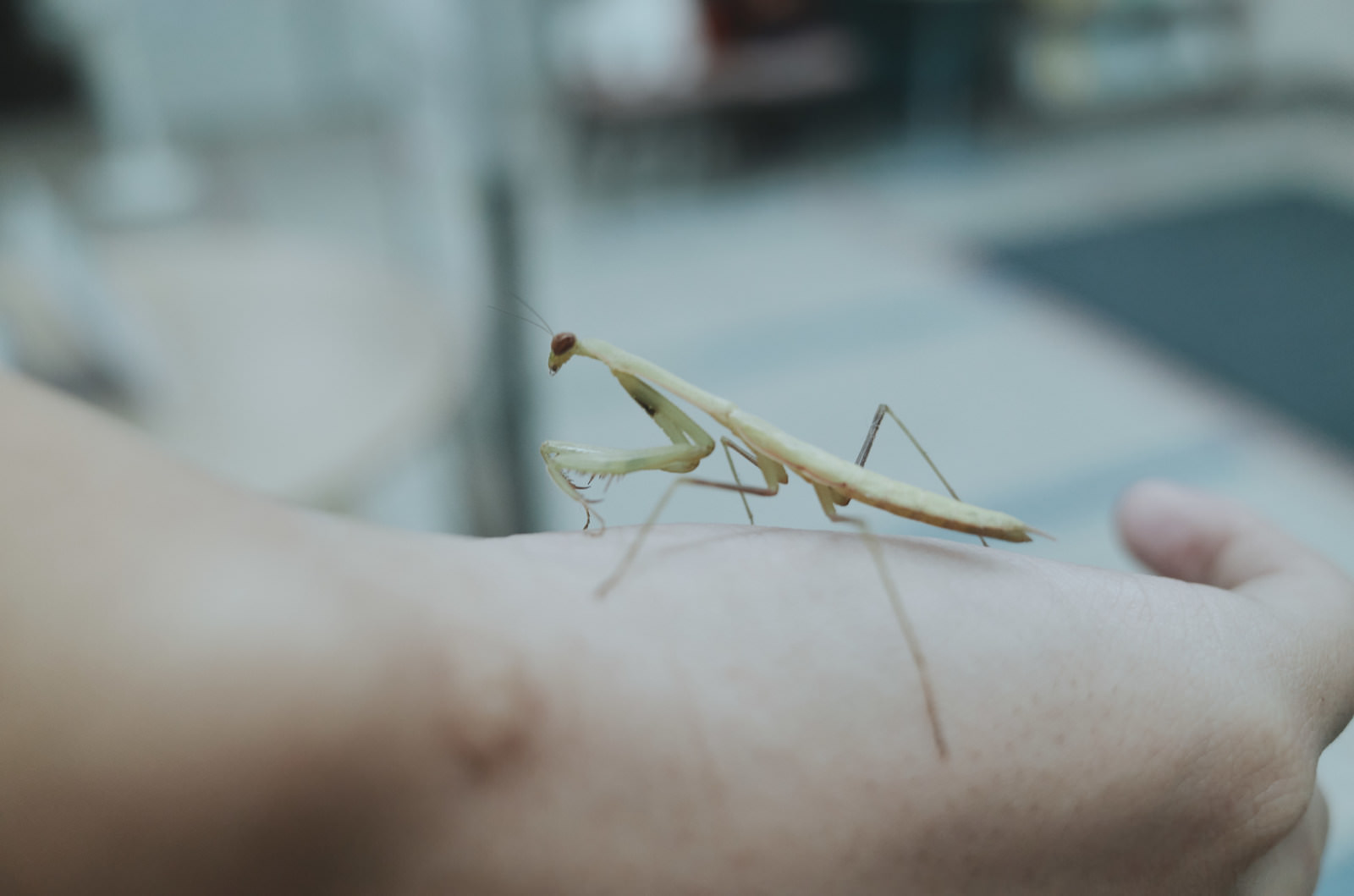 「手の上に乗るカマキリ | フリー素材のぱくたそ」の写真