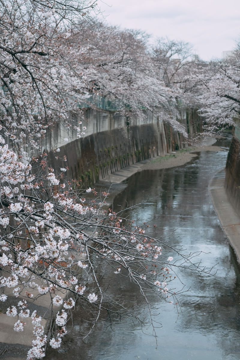「くもり空と満開の桜（石神井川） | フリー素材のぱくたそ」の写真