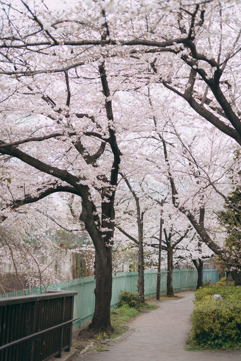 「石神井川沿道に咲く桜並木」の写真