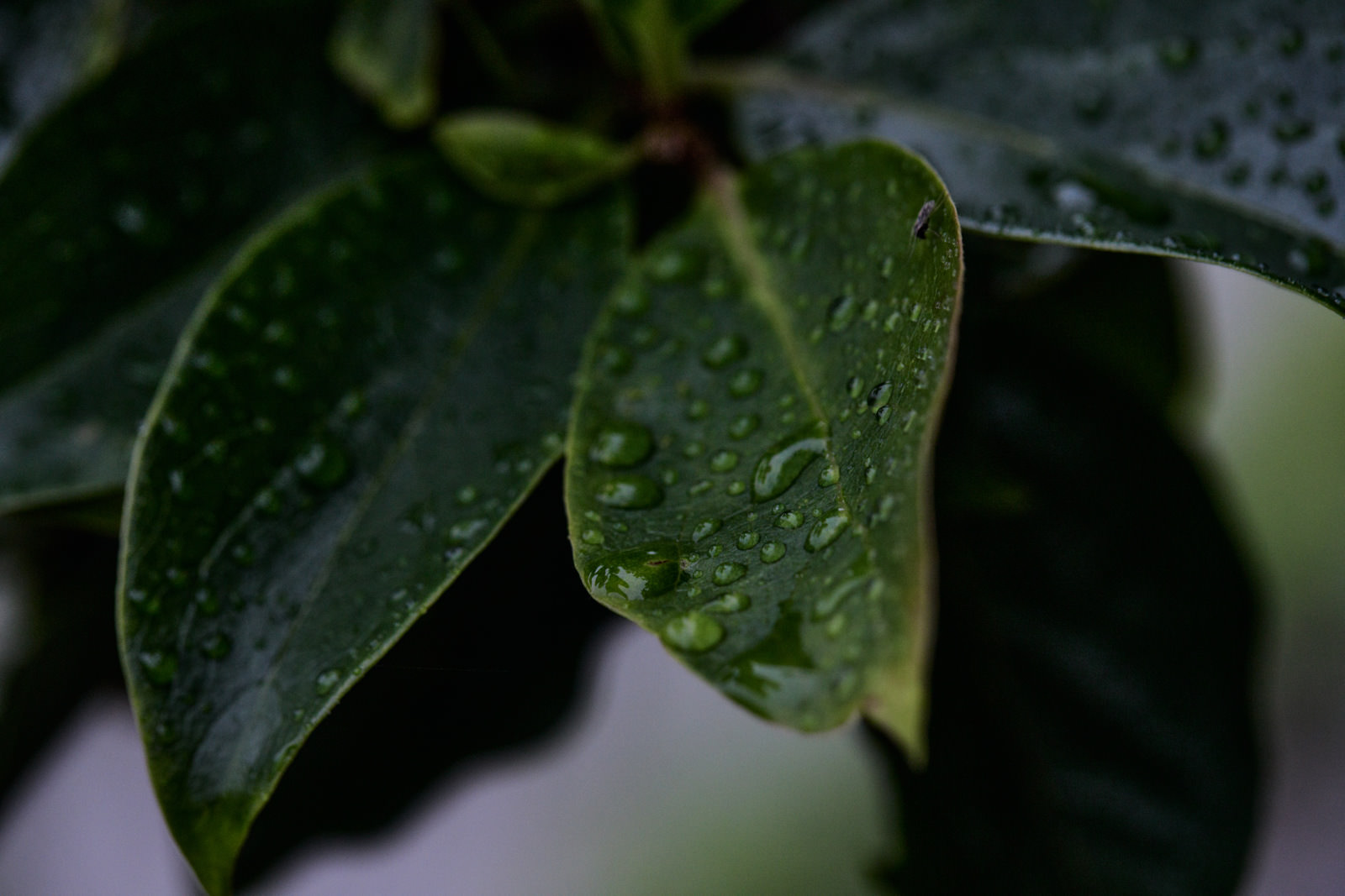 「葉っぱに付いた雨粒」の写真