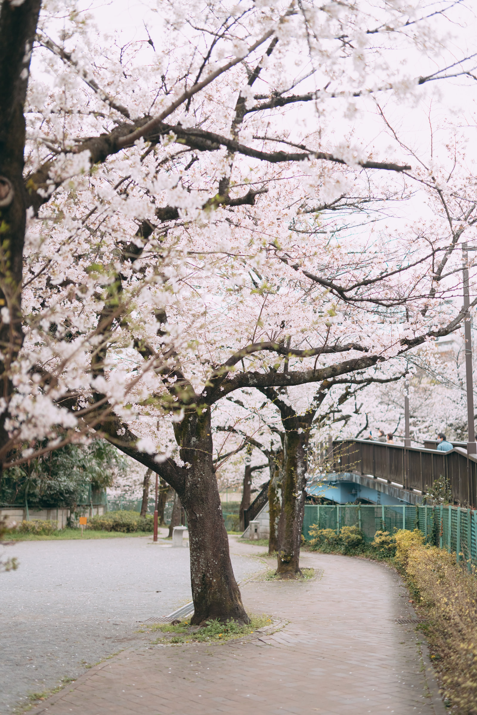 満開の桜並木の写真素材 ぱくたそ