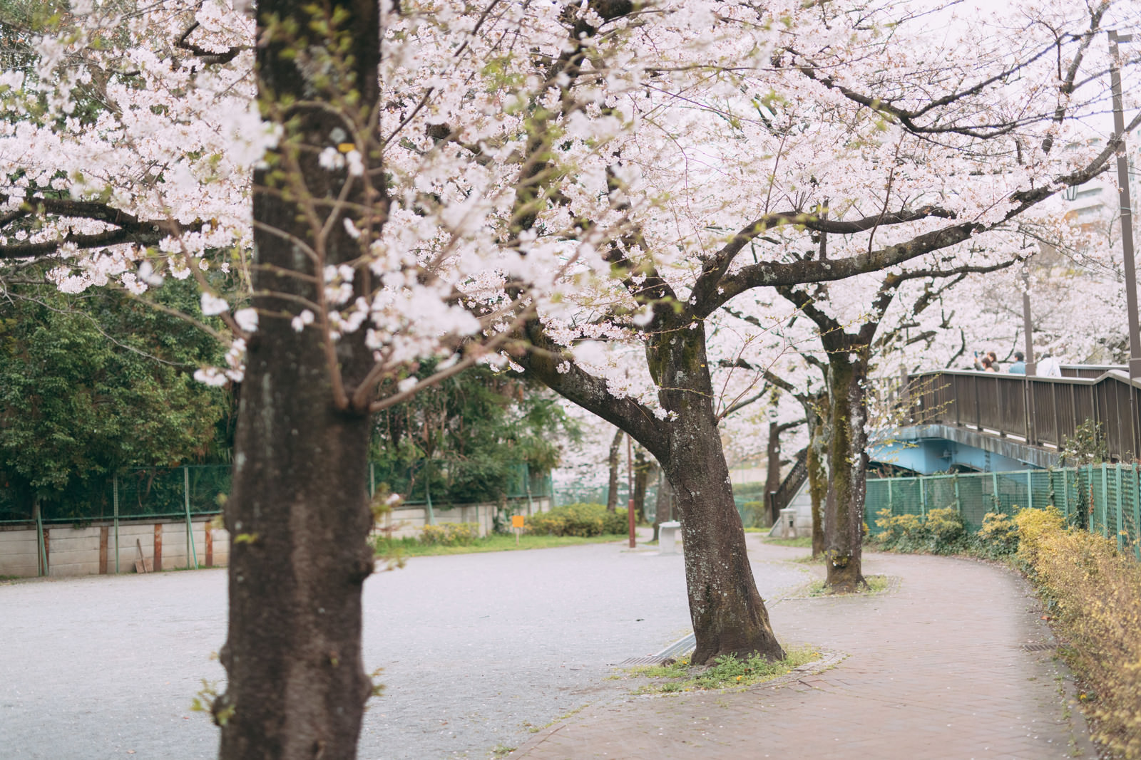 「板橋四丁目公園と桜並木」の写真
