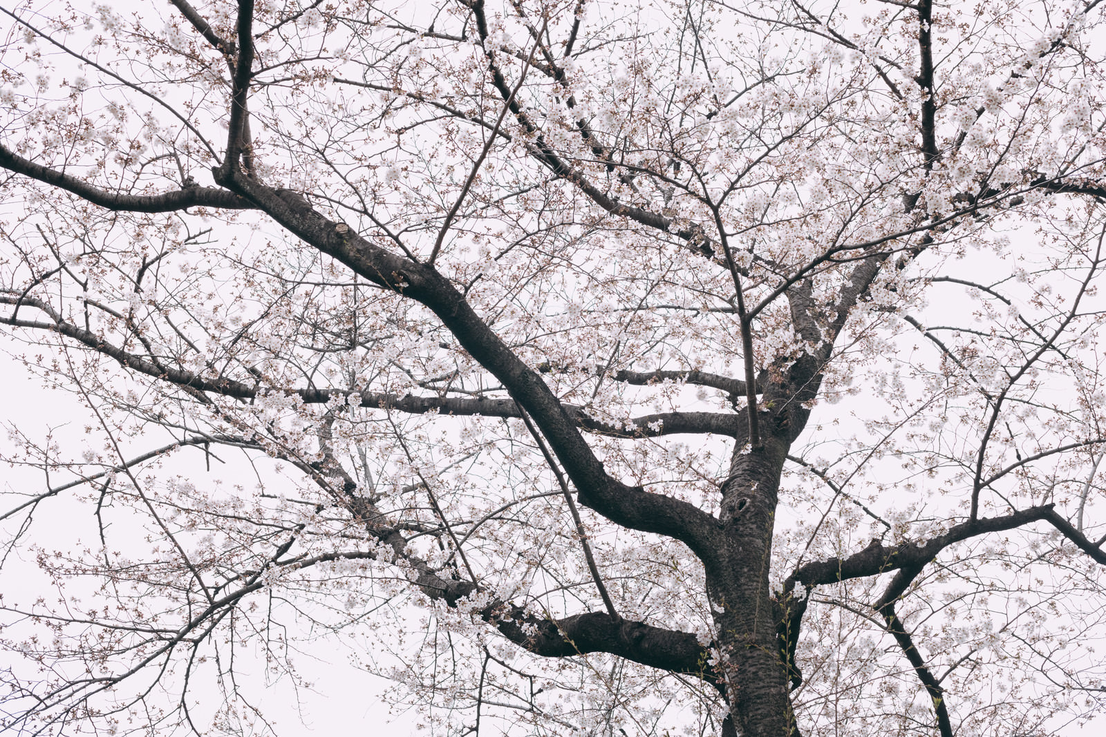「八部咲きの桜（くもり） | フリー素材のぱくたそ」の写真