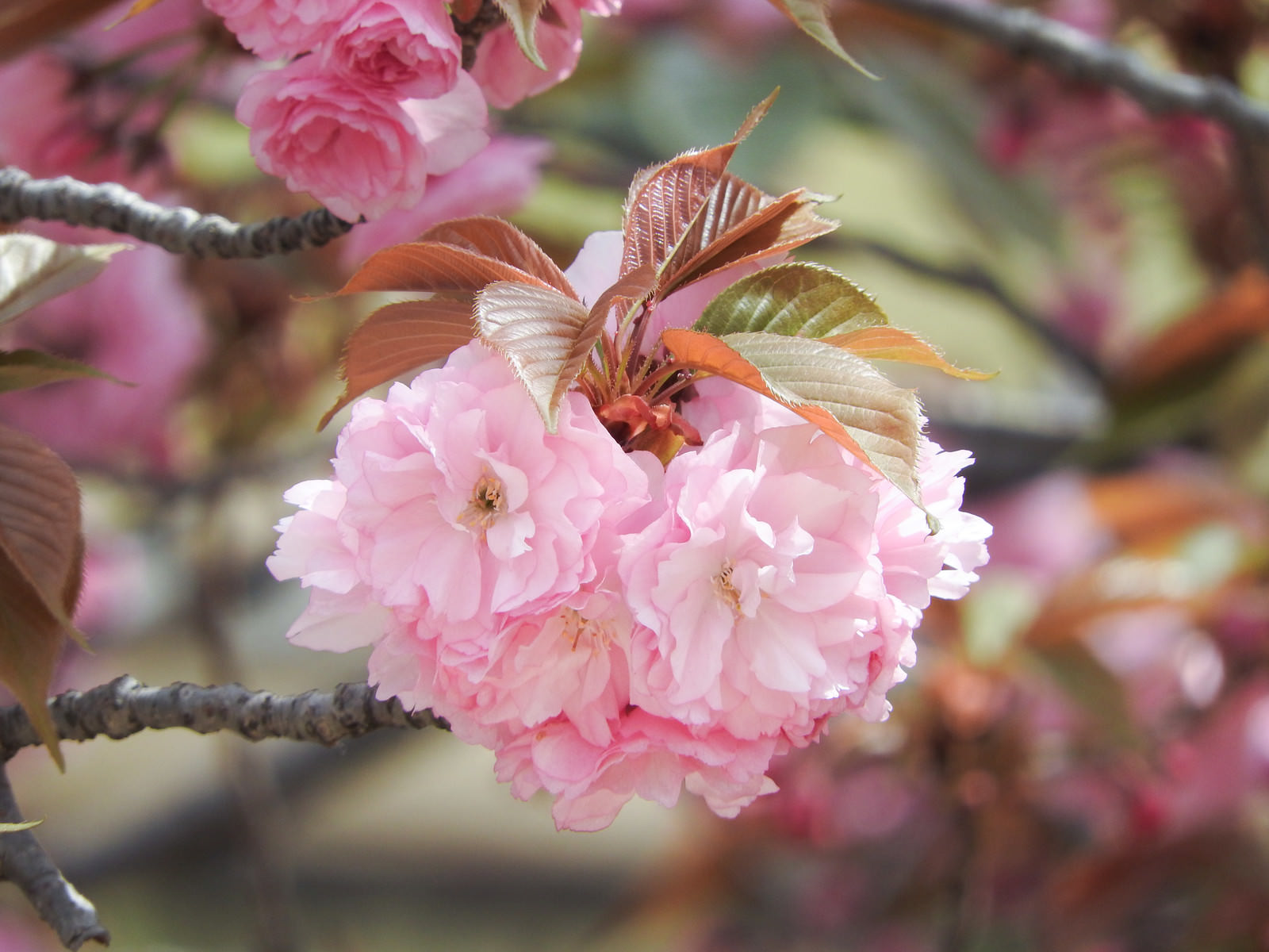 「八重桜の花弁と葉 | フリー素材のぱくたそ」の写真