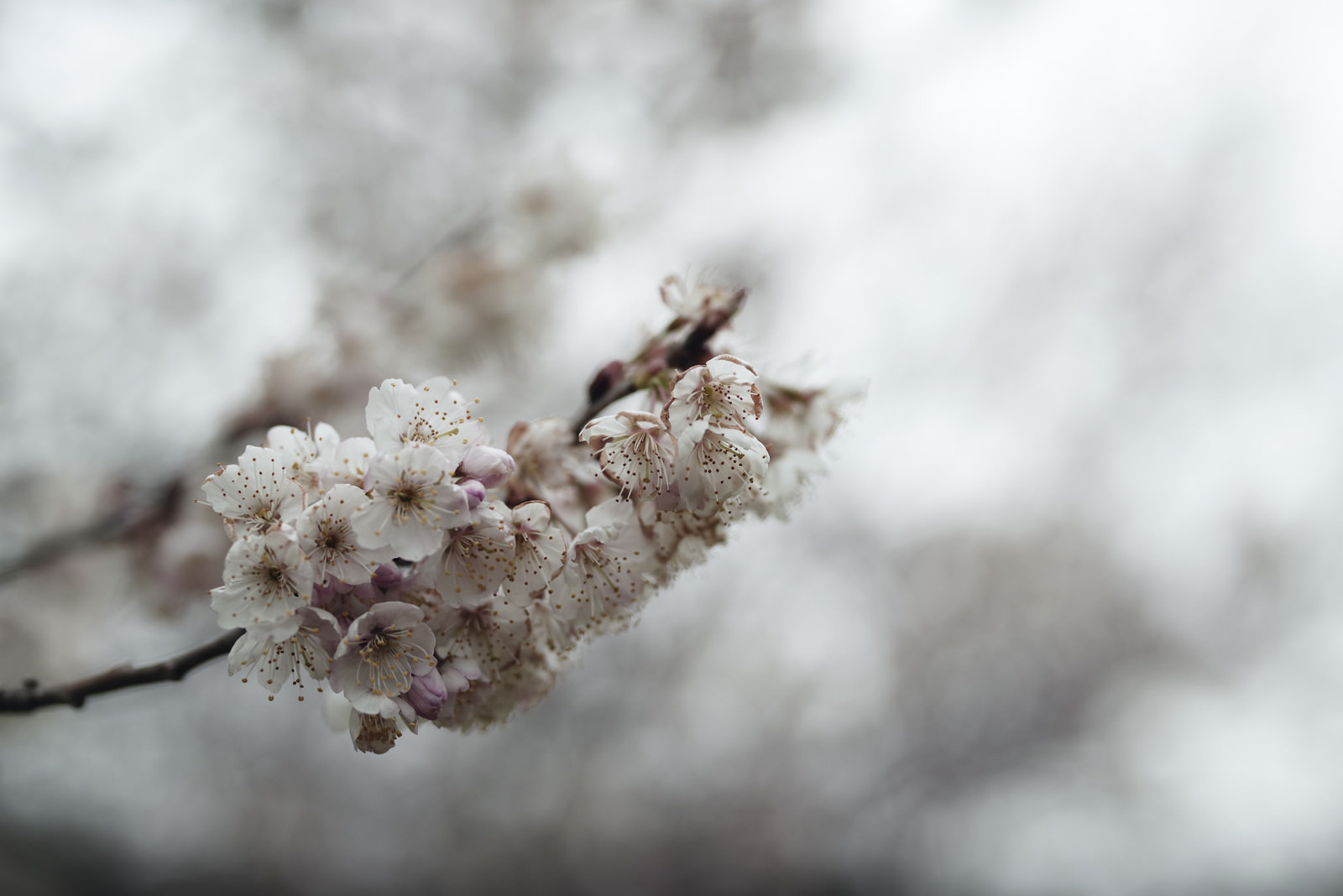 今にも朽ちゆく彼岸桜 ヒガンザクラ の写真 画像 フリー素材 ぱくたそ