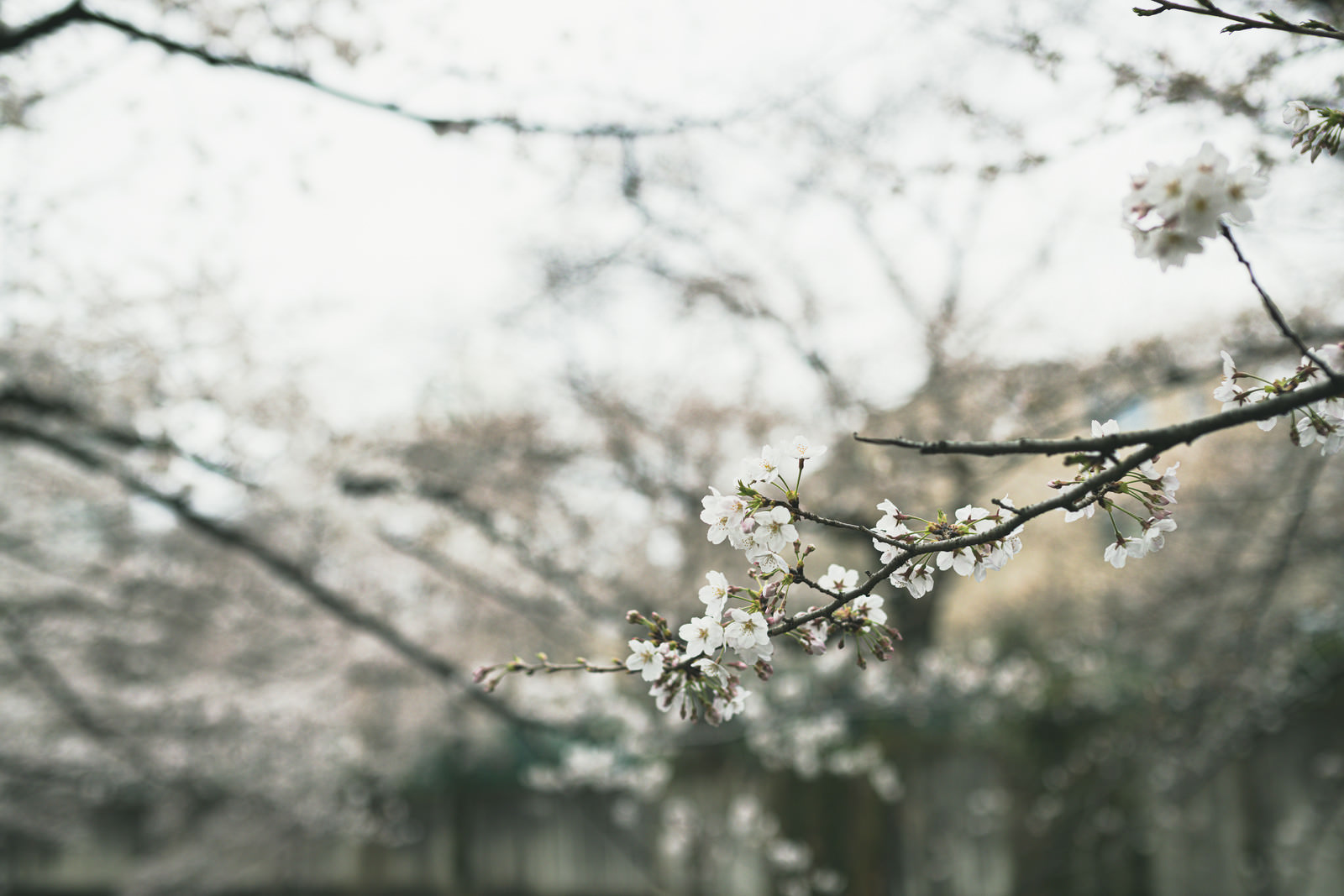 開花した桜 5分咲き の写真を無料ダウンロード フリー素材 ぱくたそ 開花した桜 5分咲き の写真を無料ダウンロード フリー素材 ぱくたそ
