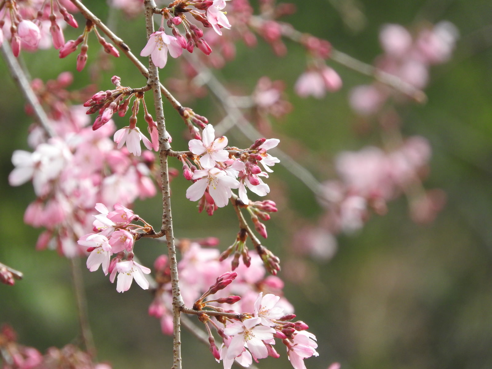 枝垂れ桜（シダレザクラ）の写真素材 - ぱくたそ