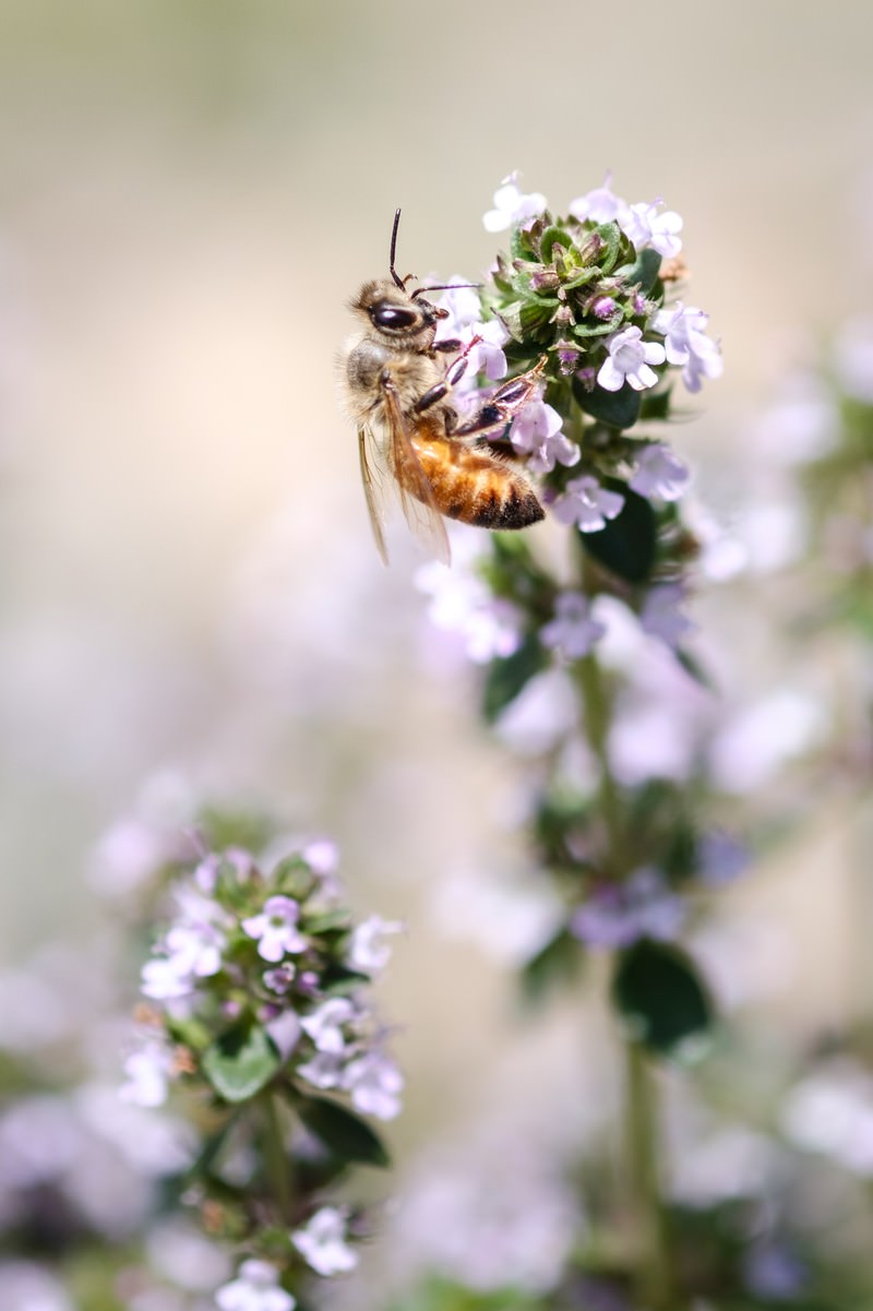 ハーブの花から蜜を吸う蜜蜂の写真 画像 フリー素材 ぱくたそ