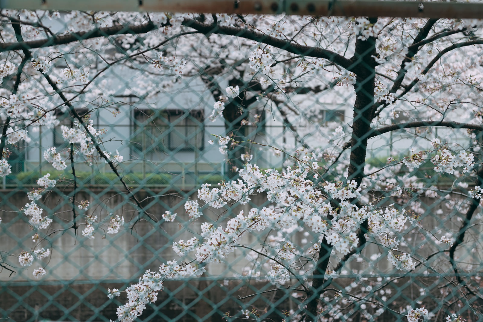 「フェンス越しの桜 | フリー素材のぱくたそ」の写真