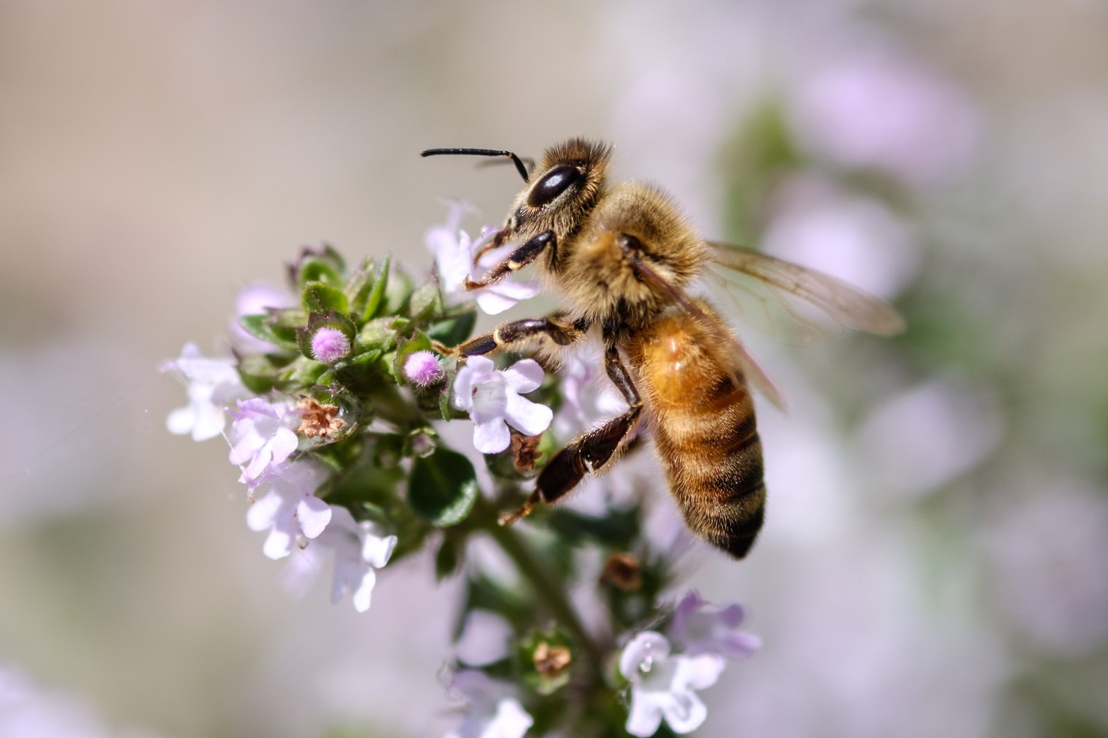 「ハーブから吸蜜する働き蜂ハーブから吸蜜する働き蜂」のフリー写真素材を拡大