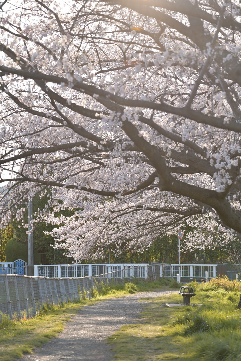 午後の陽光に包まれる桜道の写真 画像 を無料ダウンロード フリー素材のぱくたそ