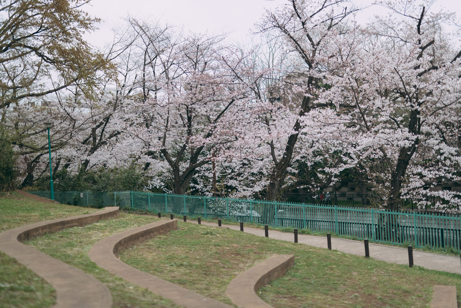 「板橋区立加賀公園と桜並木 | フリー素材のぱくたそ」の写真