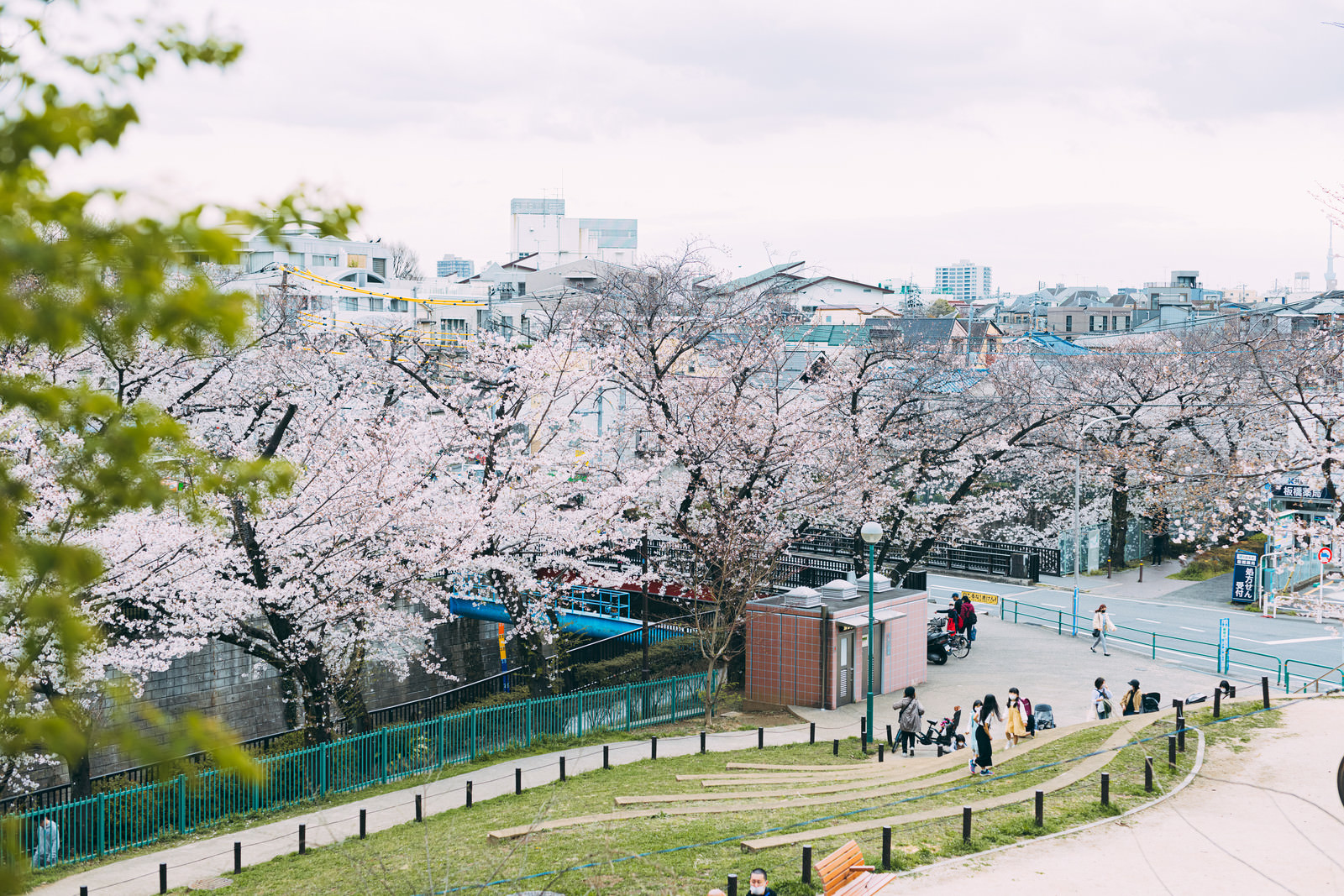 「板橋区立加賀公園の高台から桜の様子 | フリー素材のぱくたそ」の写真