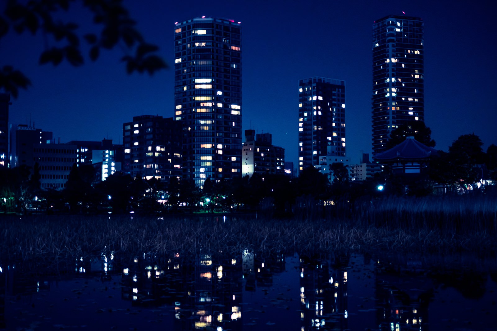 「夜が更けた不忍池の様子夜が更けた不忍池の様子」のフリー写真素材を拡大