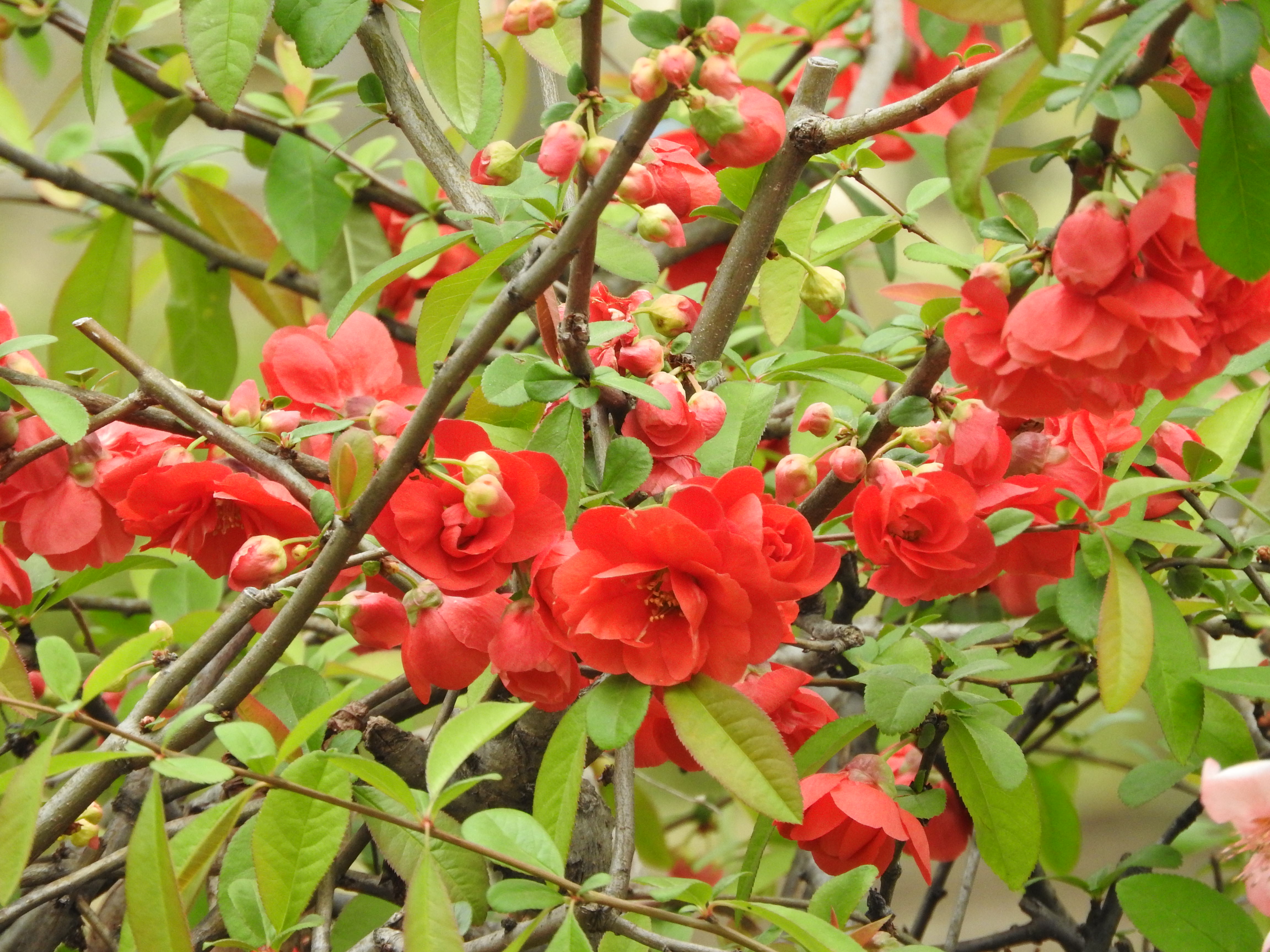 木瓜の花の写真素材 ぱくたそ