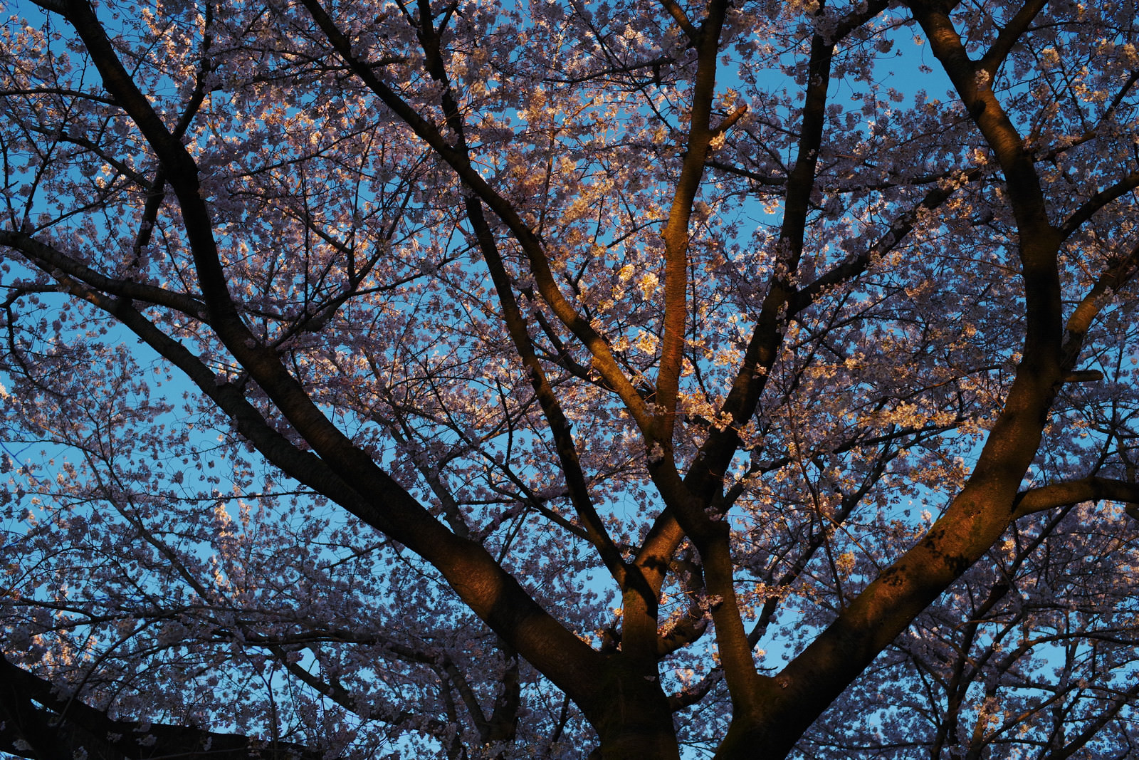 「夕日に染まるソメイヨシノ | フリー素材のぱくたそ」の写真