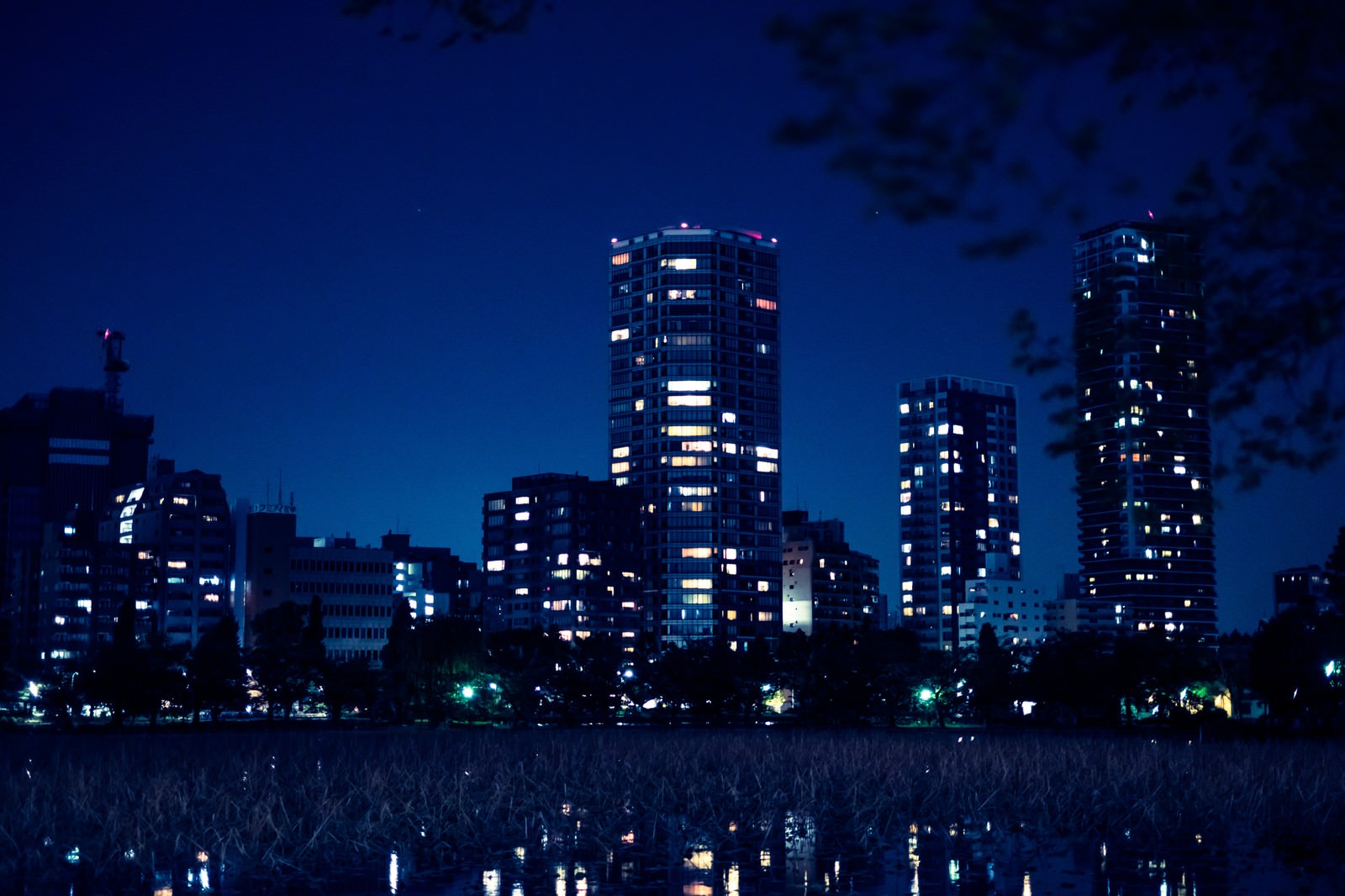 「高層マンションと不忍池の夜高層マンションと不忍池の夜」のフリー写真素材を拡大