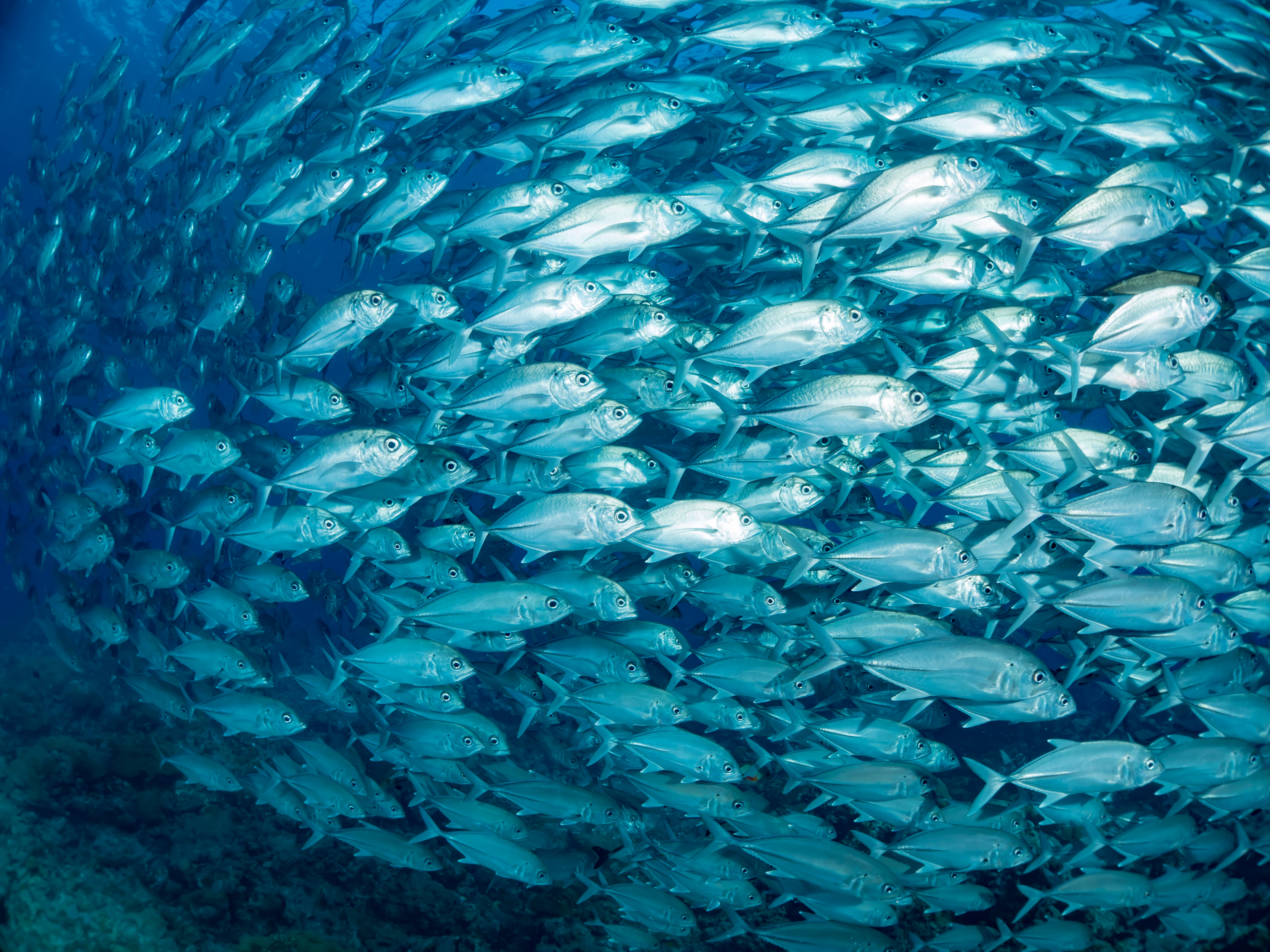 迫るギンガメアジの群れの写真素材 ぱくたそ