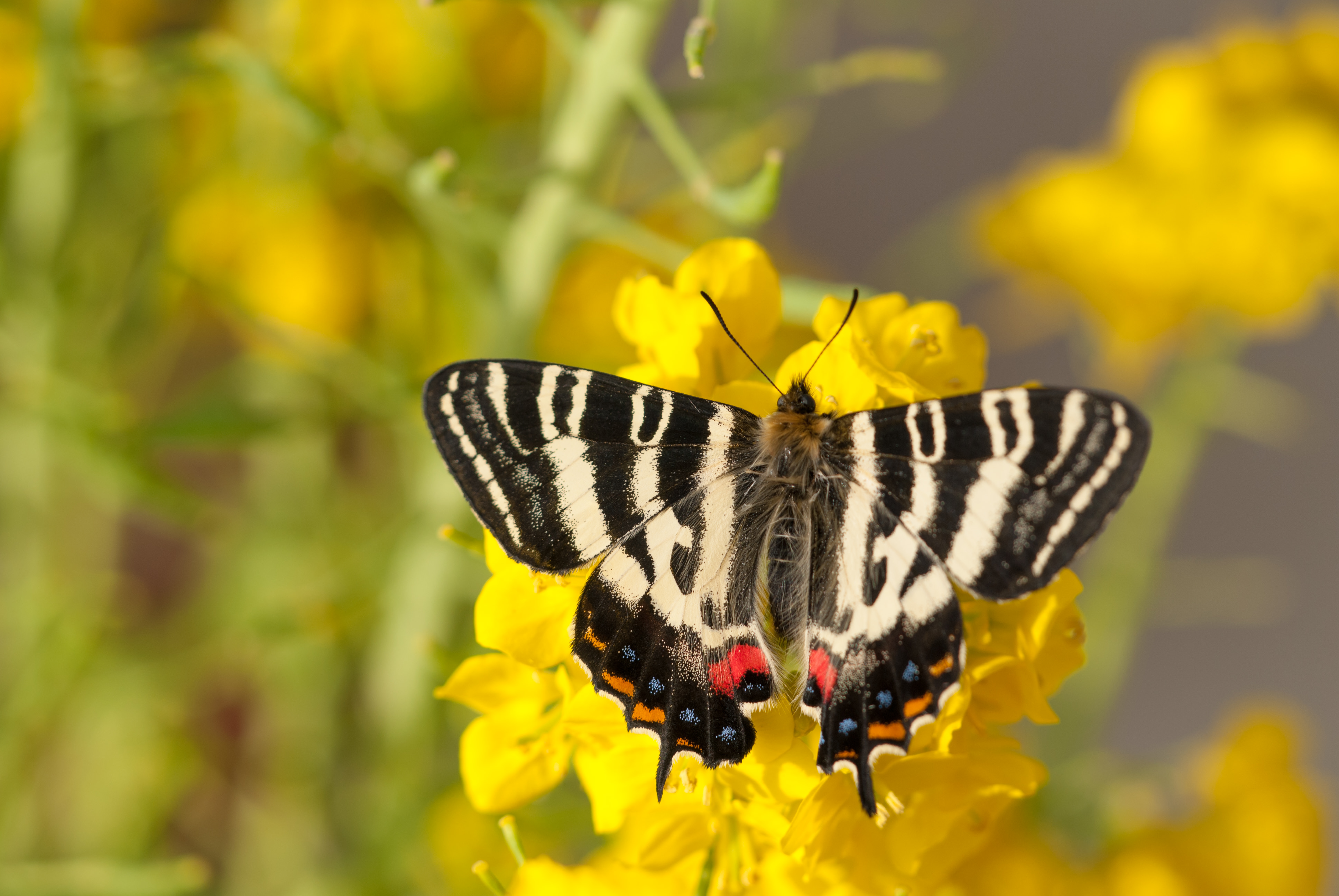 蜜を吸うギフチョウの写真素材 ぱくたそ