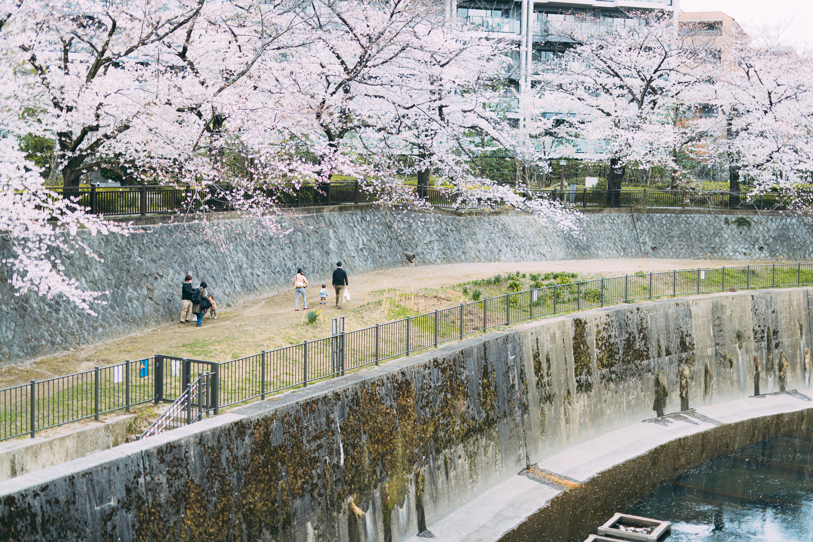 「桜が満開の板橋区立加賀橋公園と散歩する家族 | フリー素材のぱくたそ」の写真