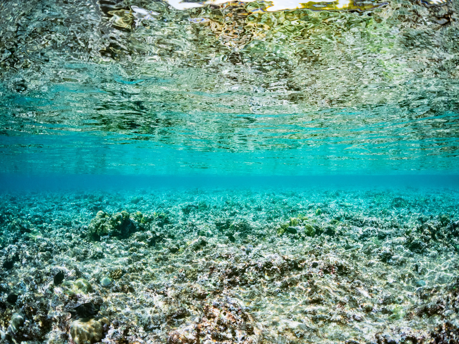 透明度の高い海中から見る水面の写真素材 ぱくたそ