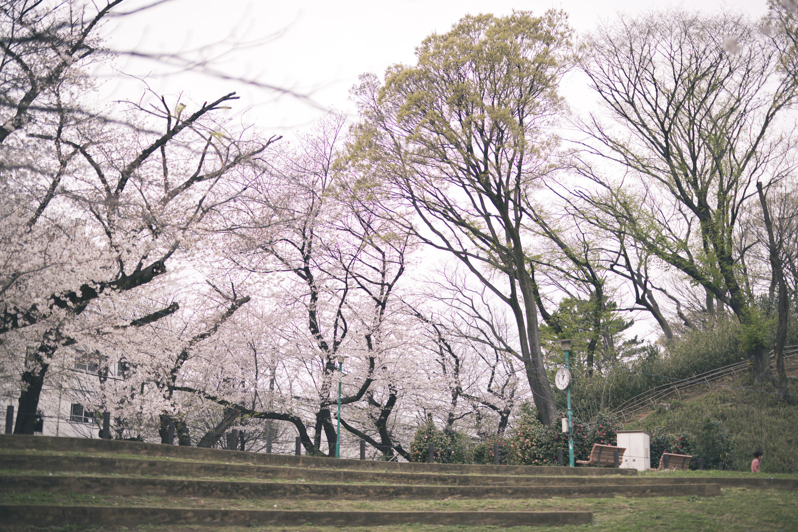 「板橋区立加賀公園（春） | フリー素材のぱくたそ」の写真