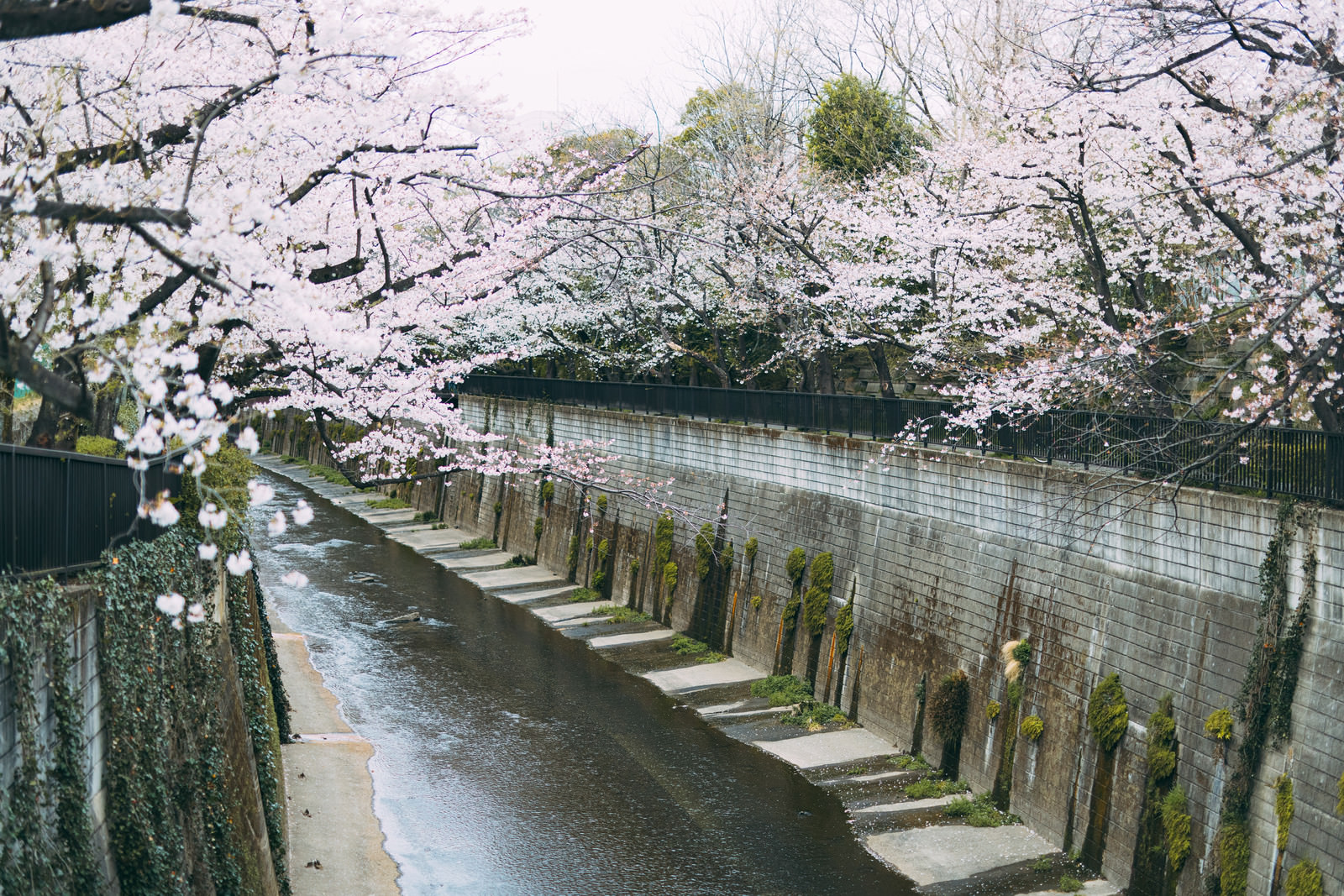 「石神井川（しゃくじいがわ）と桜 | フリー素材のぱくたそ」の写真