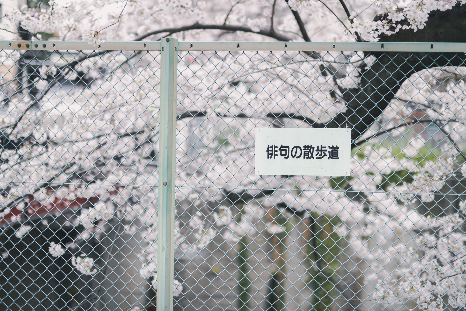 「俳句の散歩道（石神井川緑道） | フリー素材のぱくたそ」の写真