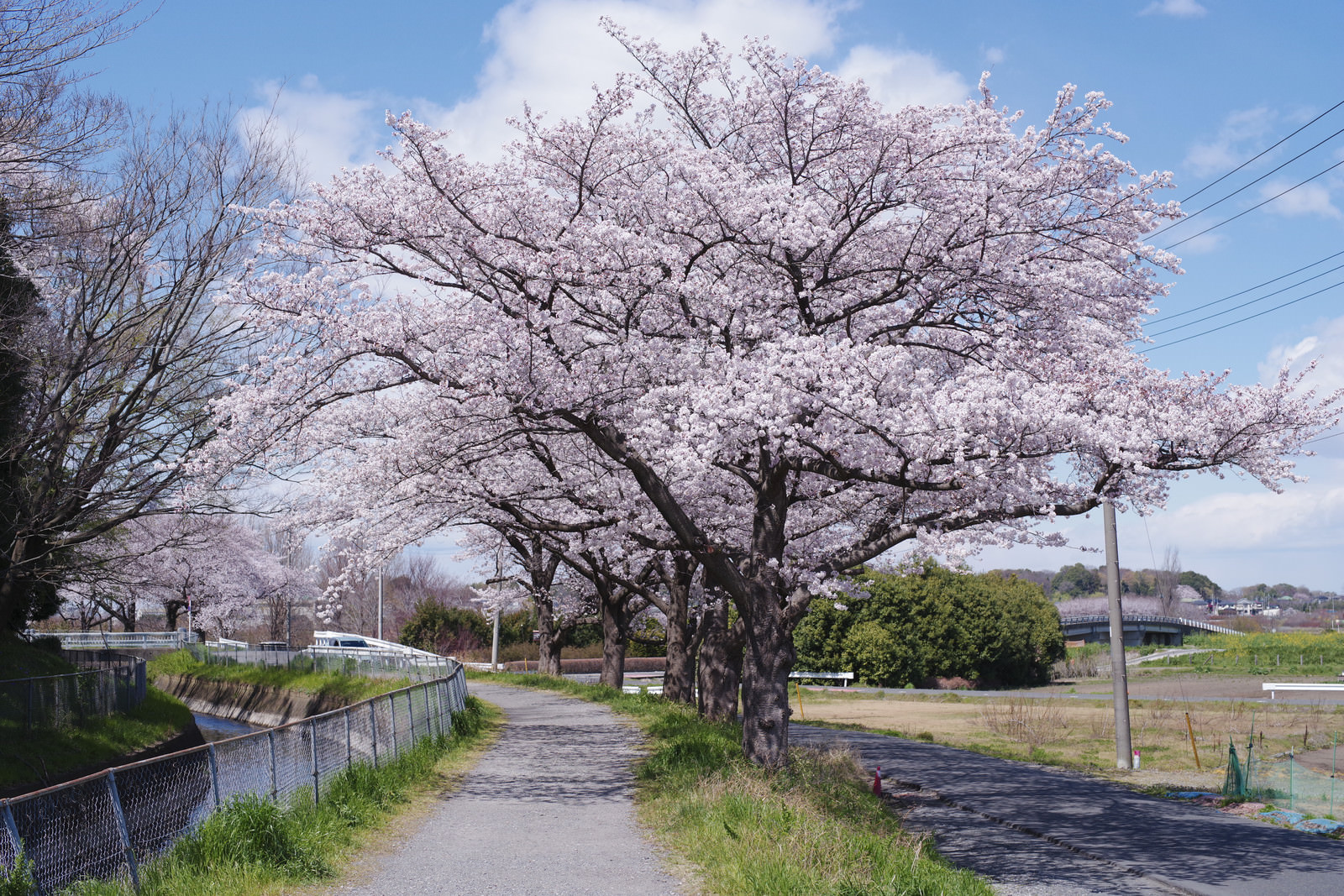 春満点の河川敷の桜の写真を無料ダウンロード フリー素材 ぱくたそ 春満点の河川敷の桜の写真を無料ダウンロード フリー素材 ぱくたそ