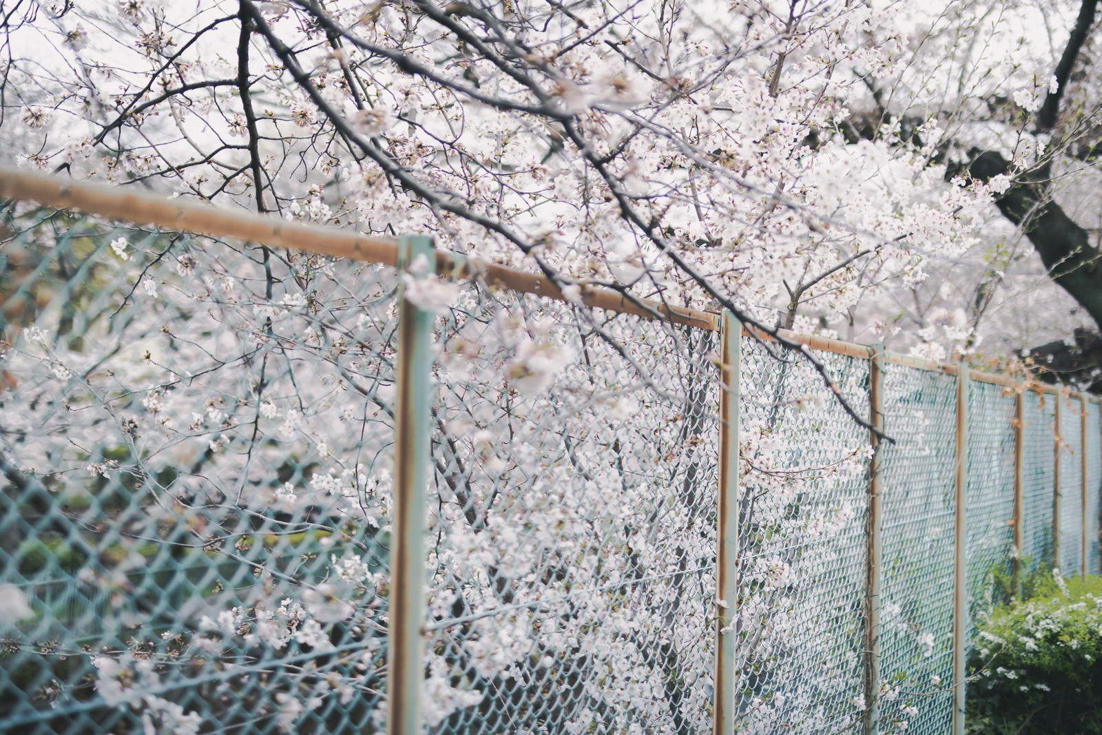 「石神井川緑道のフェンスと満開の桜 | フリー素材のぱくたそ」の写真