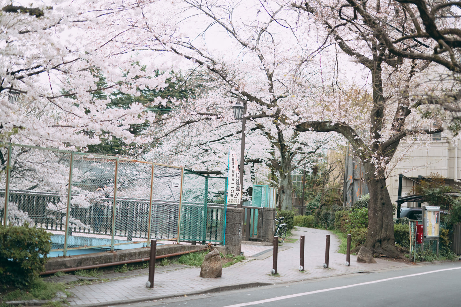 「桜満開の石神井川（しゃくじいがわ）緑道 | フリー素材のぱくたそ」の写真