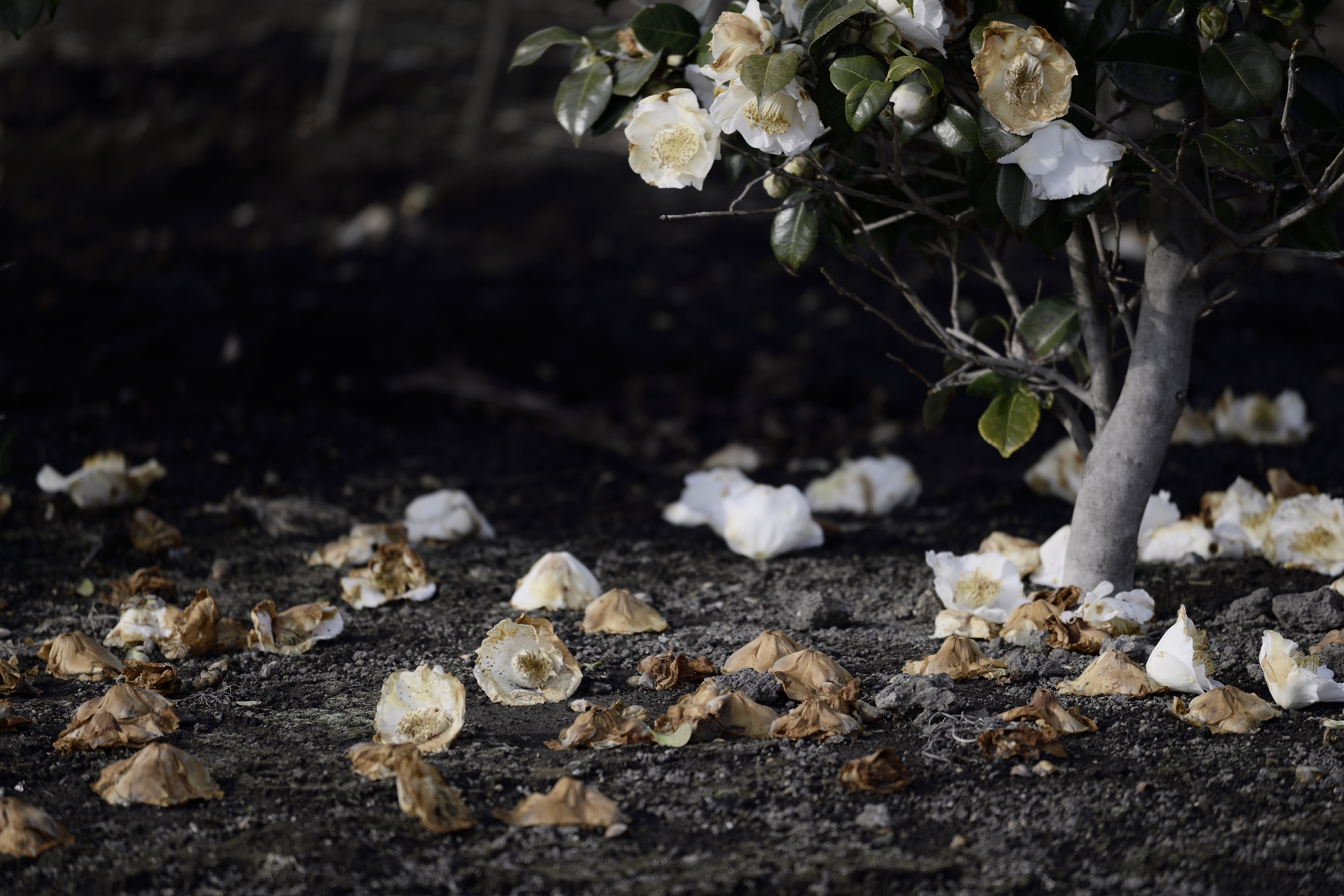 地面に落ちる椿の花の写真を無料ダウンロード フリー素材 ぱくたそ 地面に落ちる椿の花の写真を無料ダウンロード フリー素材 ぱくたそ