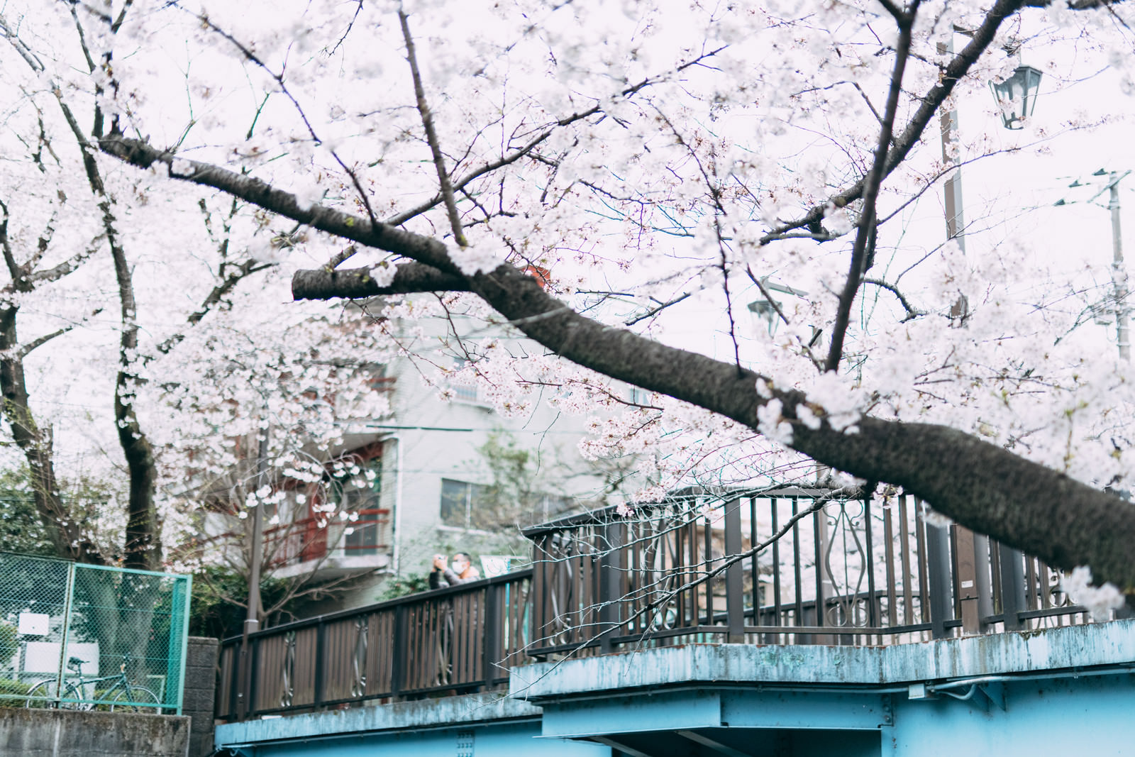 「石神井川に架かる東橋から満開の桜を撮る」の写真
