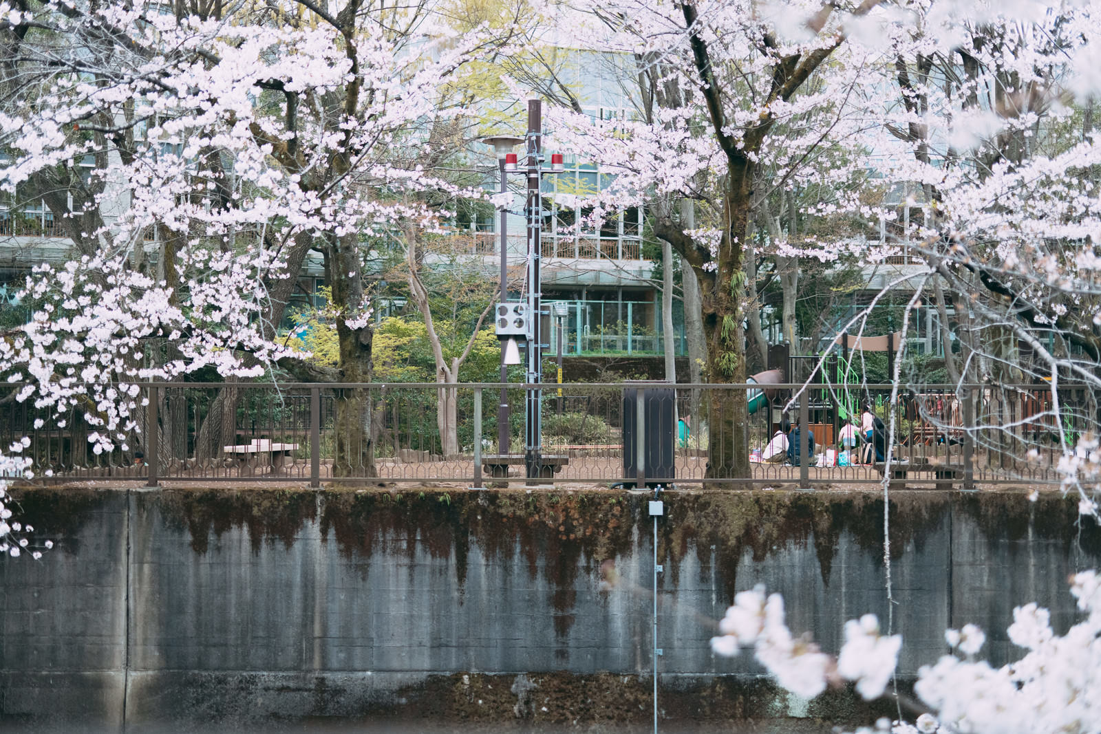 「桜満開の板橋区立加賀公園 | フリー素材のぱくたそ」の写真