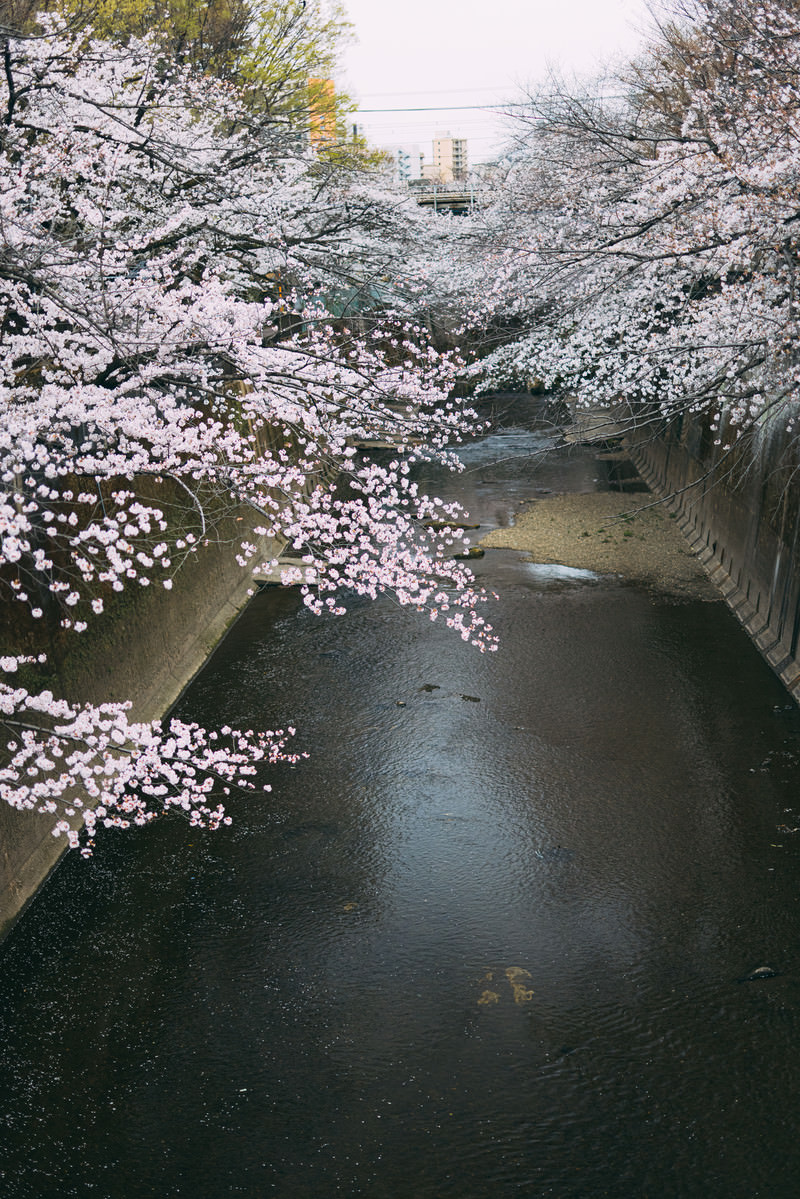 「板橋十景の石神井川の桜 | フリー素材のぱくたそ」の写真