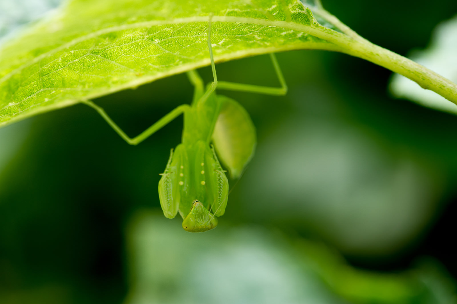 「葉の裏に潜むハラビロカマキリ | フリー素材のぱくたそ」の写真