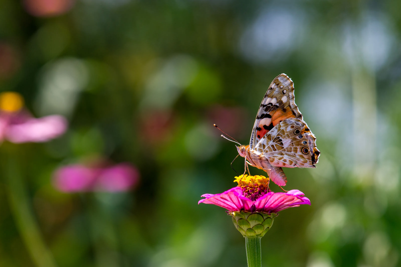 「花の蜜を吸うヒメアカタテハ」の写真