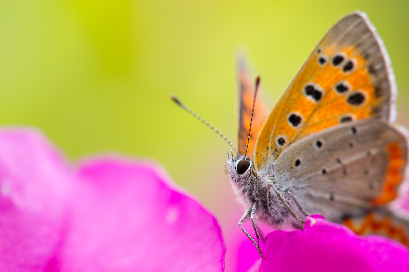 ベニシジミの写真を無料ダウンロード フリー素材 ぱくたそ
