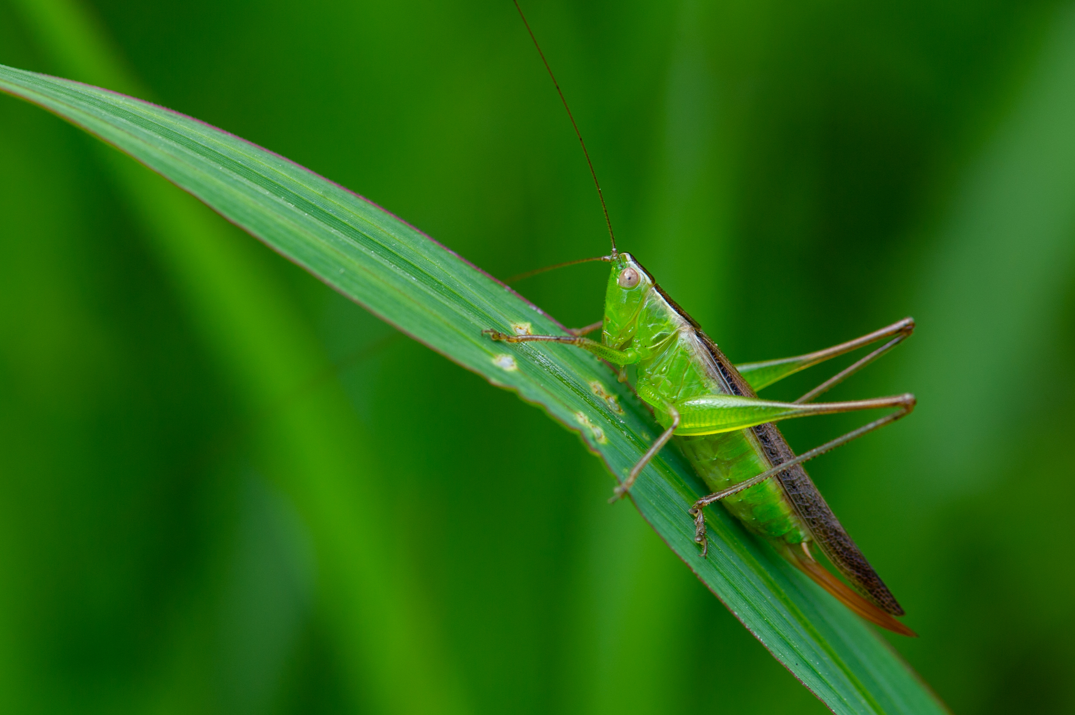 葉に捕まるホシササキリの写真素材 ぱくたそ
