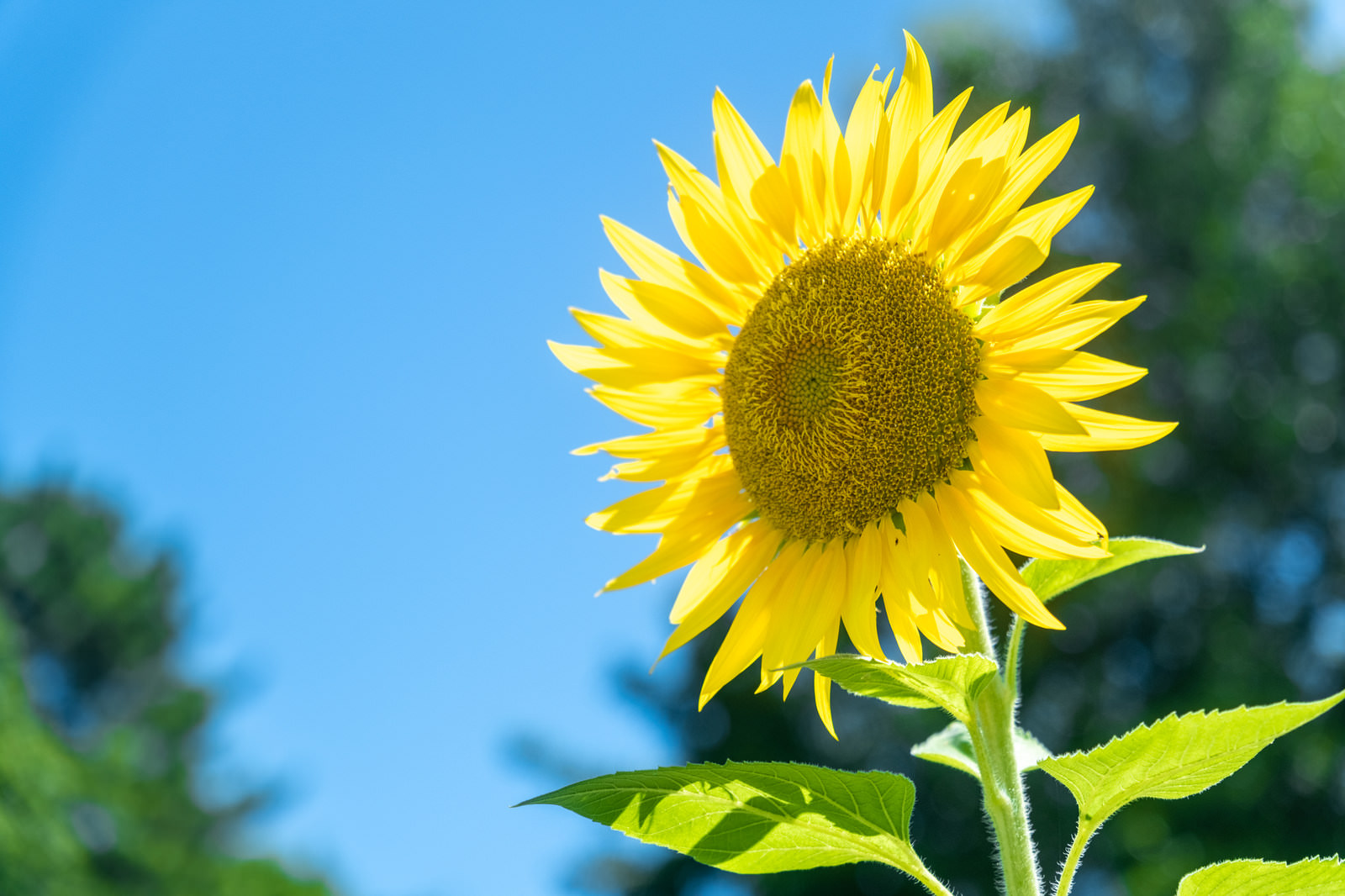 青空とひまわりの花の写真素材 ぱくたそ