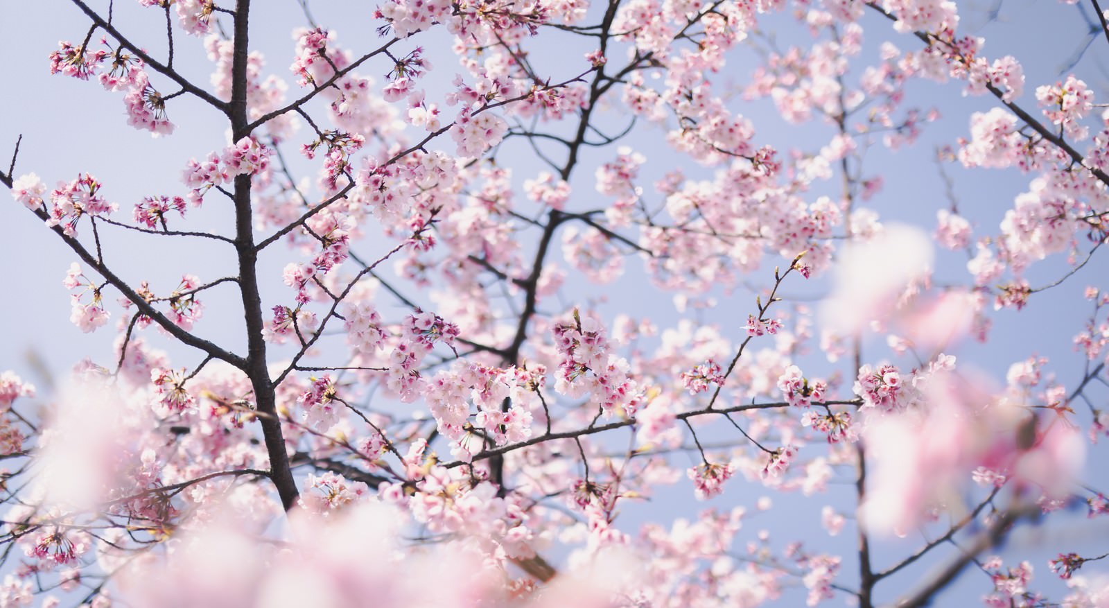 「ほんわか桜の花」の写真