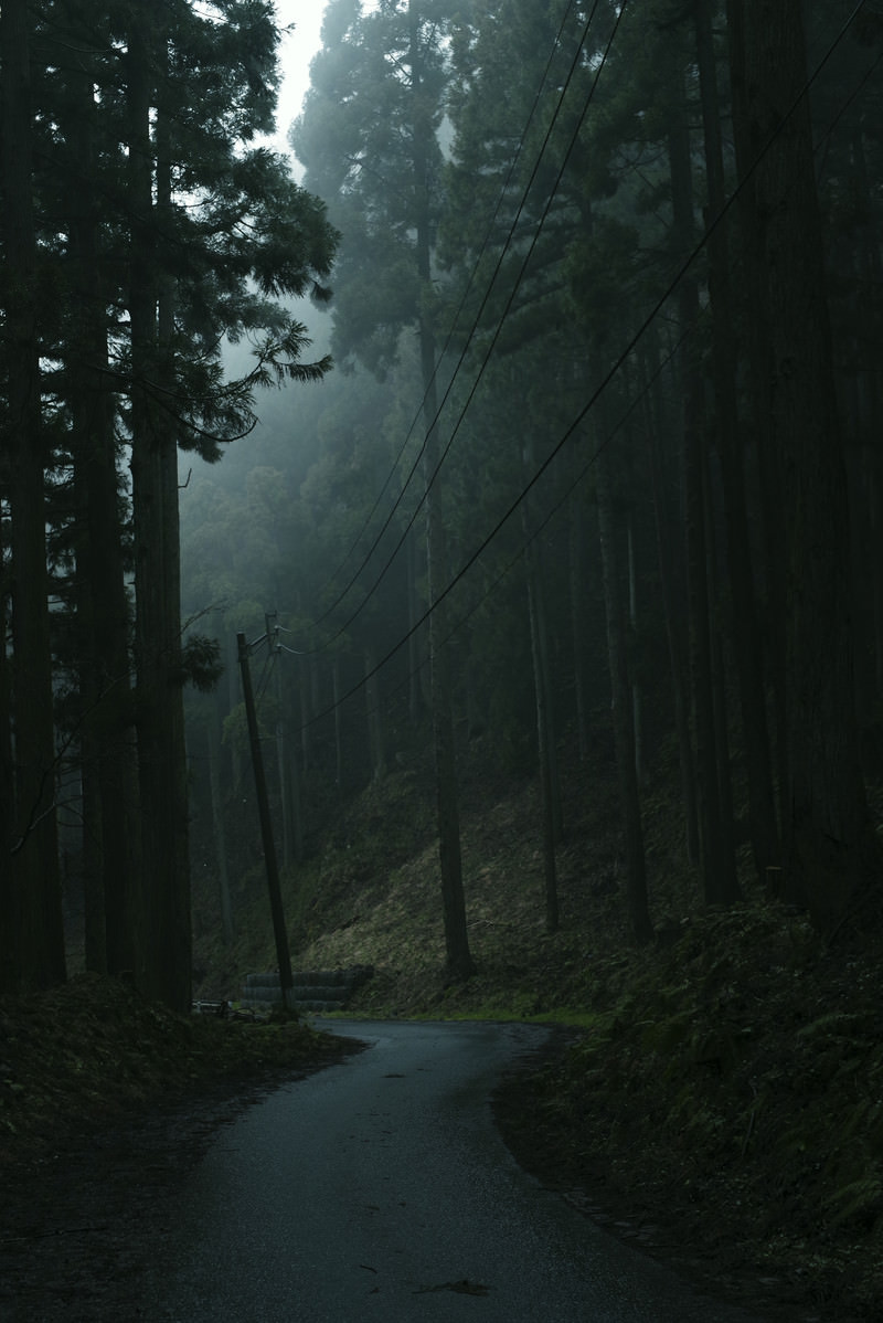 暗い杉林の中に張り巡らされた電線の写真 画像 を無料ダウンロード フリー素材のぱくたそ 暗い杉林の中に張り巡らされた電線の写真 画像 を無料ダウンロード フリー素材のぱくたそ