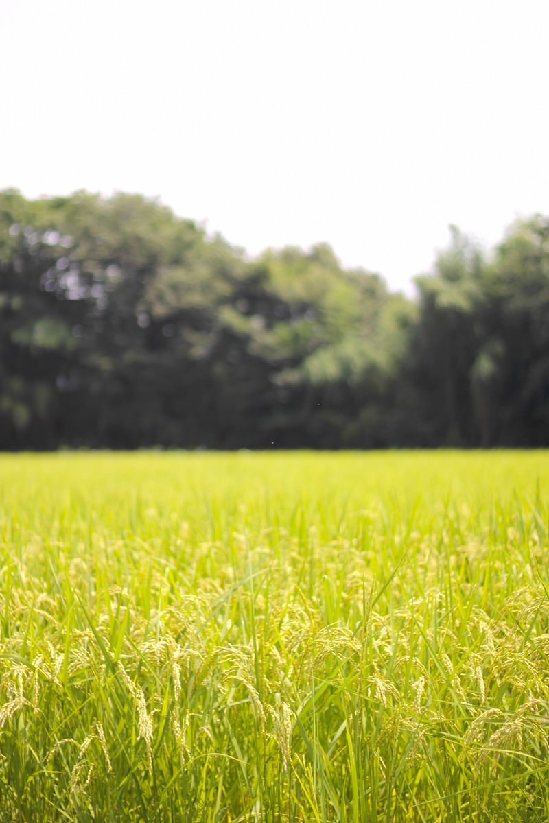 「夏の田んぼと稲 | フリー素材のぱくたそ」の写真
