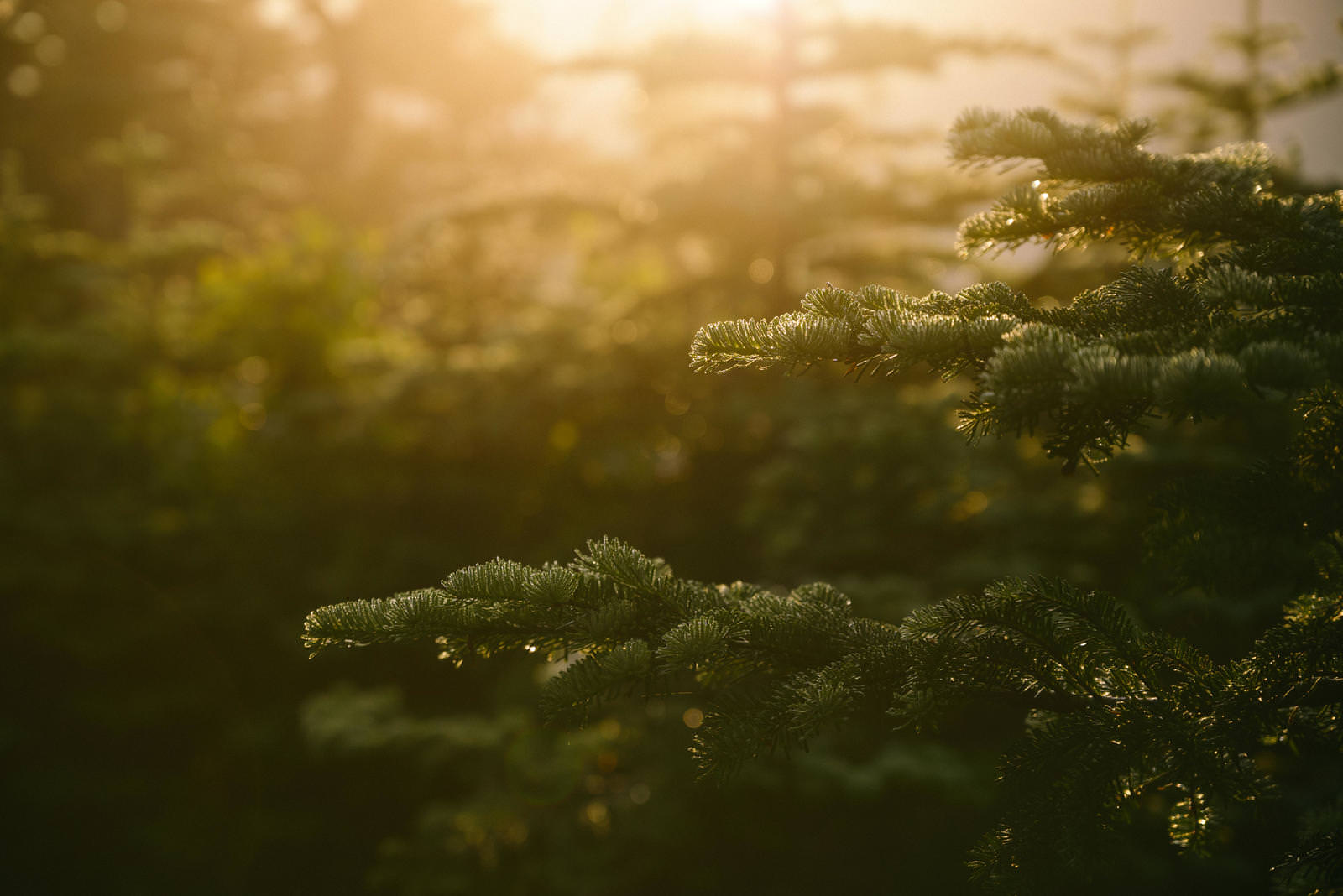 「朝日に浮かぶ松の木が印象的な尾根道」の写真