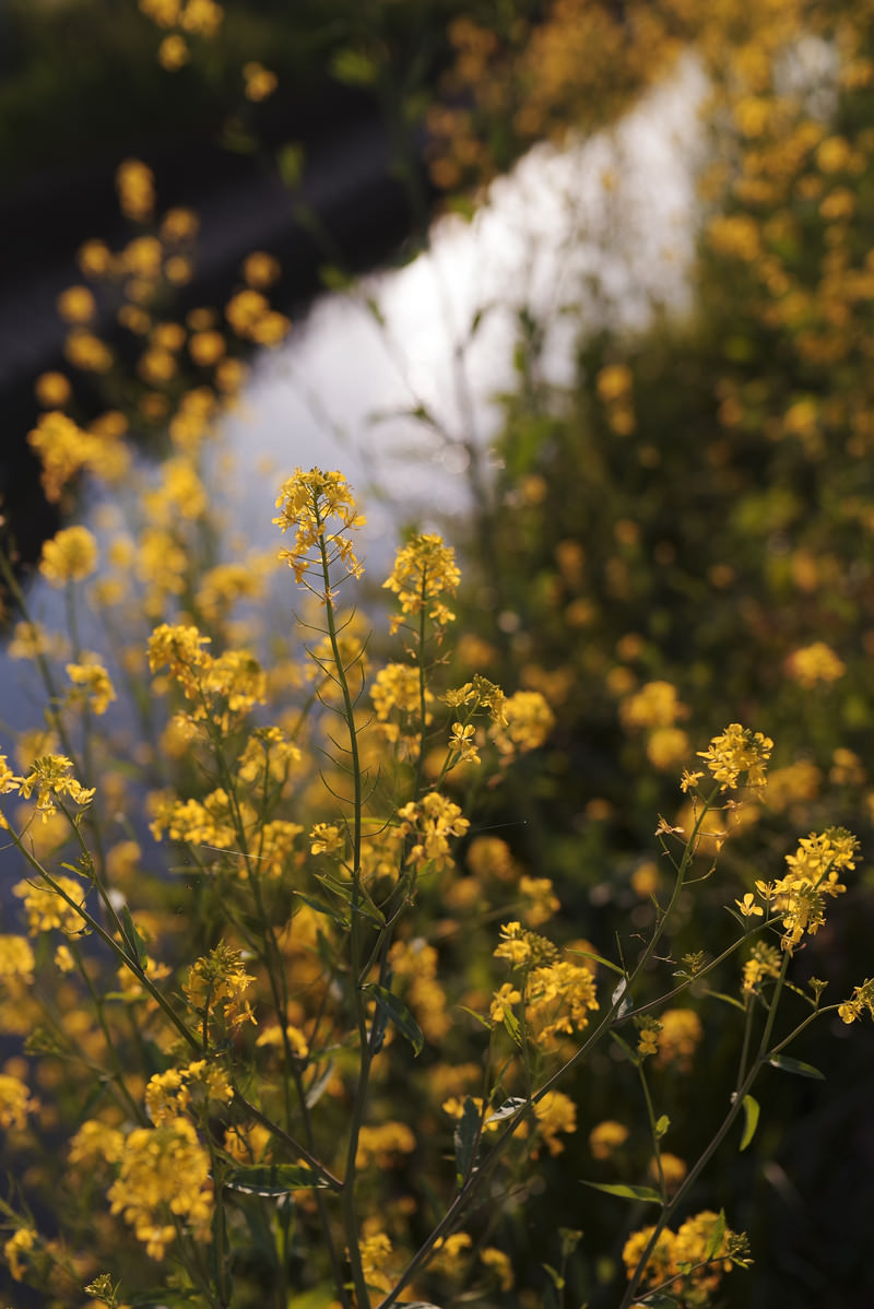 午後の夕日に染まる菜の花の写真を無料ダウンロード フリー素材 ぱくたそ 午後の夕日に染まる菜の花の写真を無料ダウンロード フリー素材 ぱくたそ