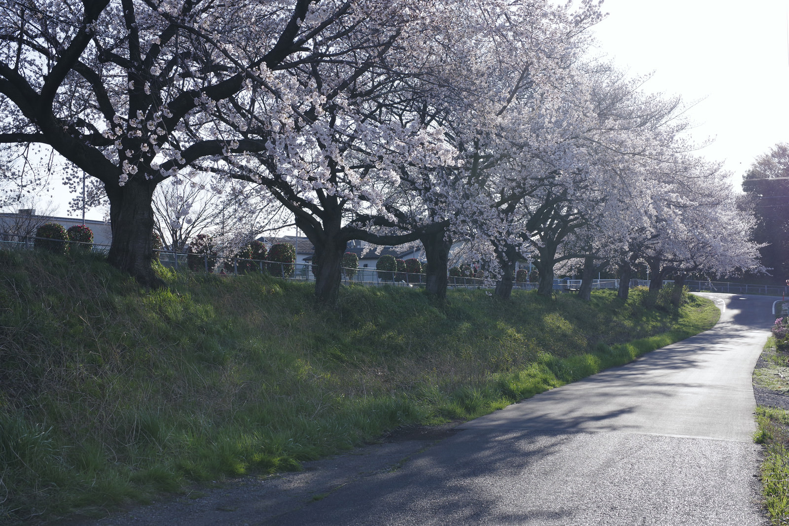 「午後の陽気の中の桜並木 | フリー素材のぱくたそ」の写真
