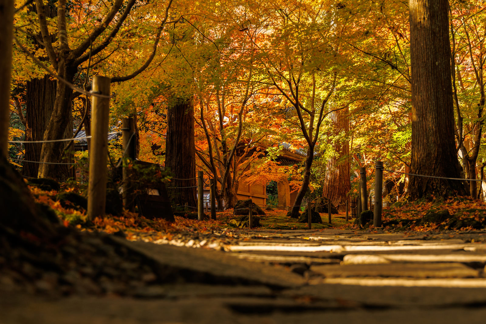 「秋の円通院 | フリー素材のぱくたそ」の写真
